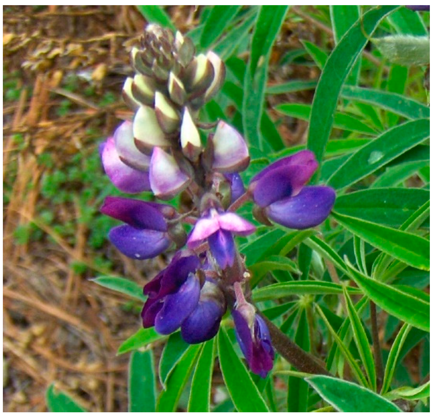 Nutrients 11 01785 g009 Nutrients 11 01785 g009