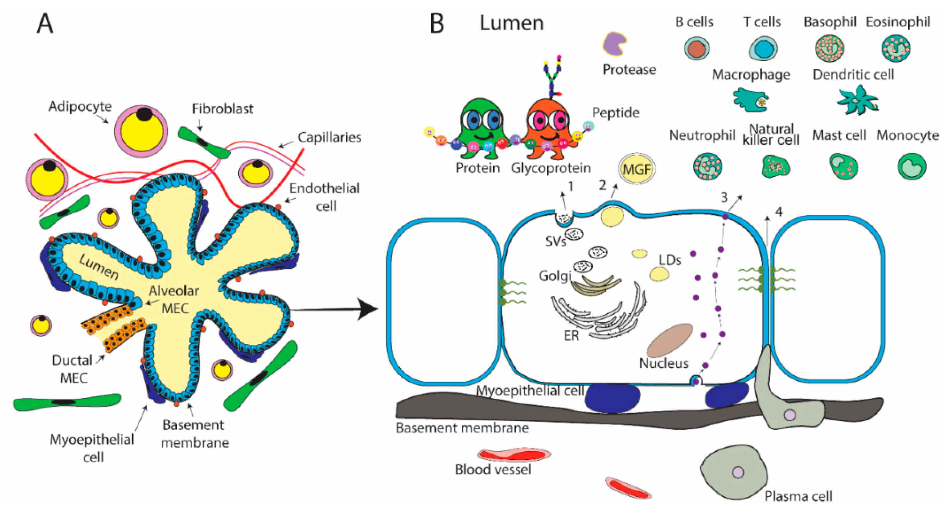 Nutrients 11 01834 g001