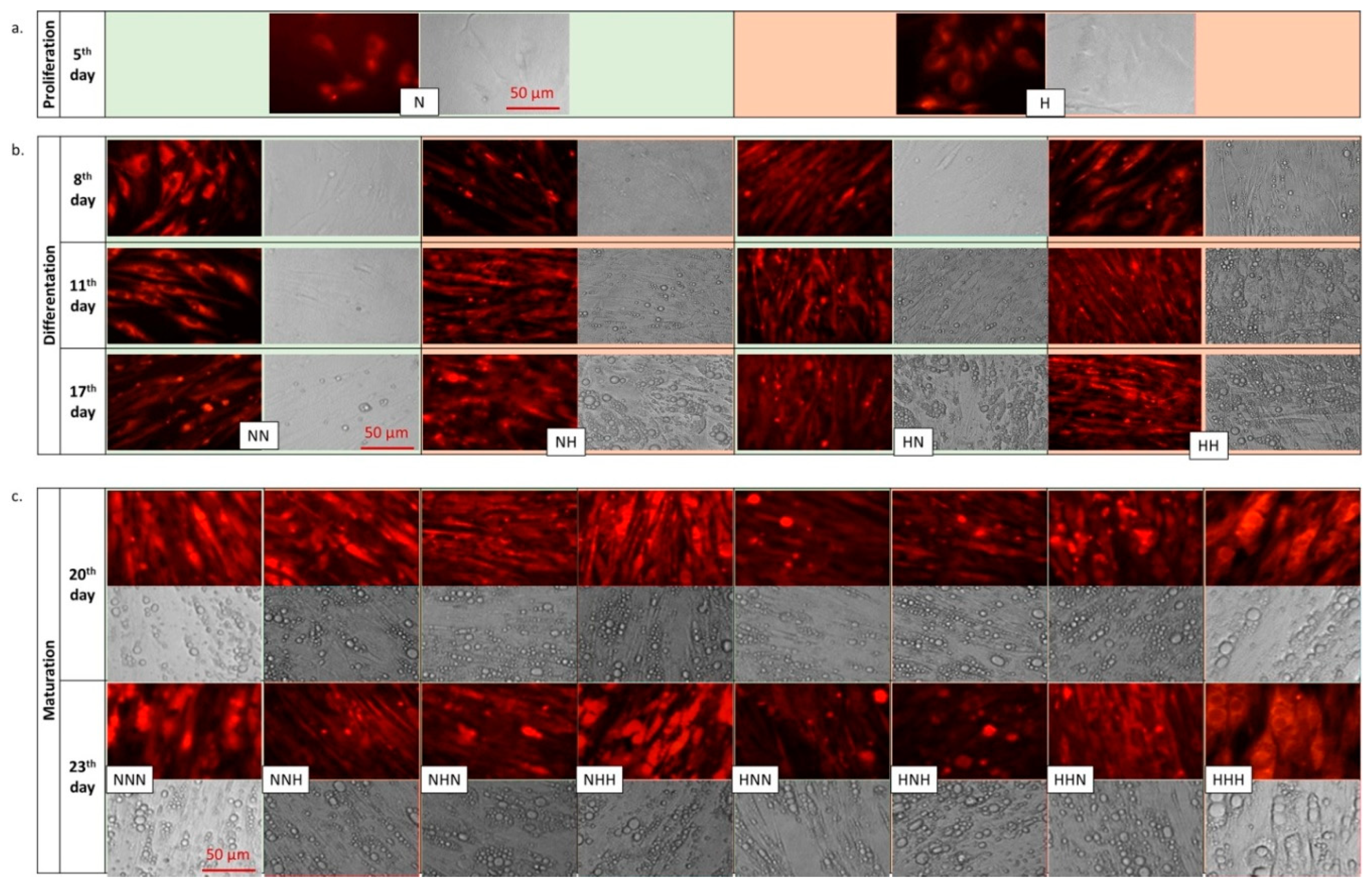 Nutrients 11 01835 g001 Nutrients 11 01835 g001