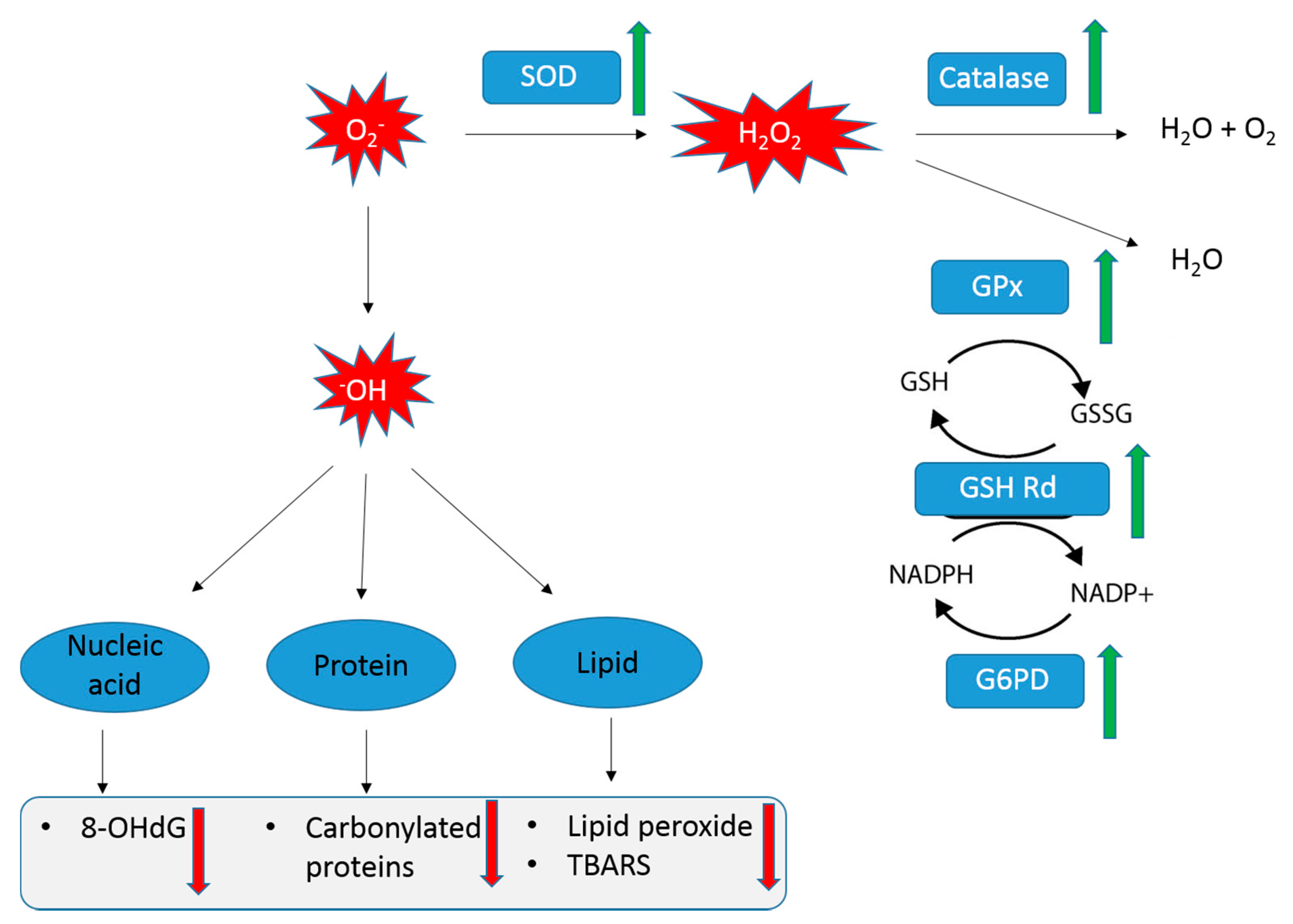 Nutrients 11 01870 g007