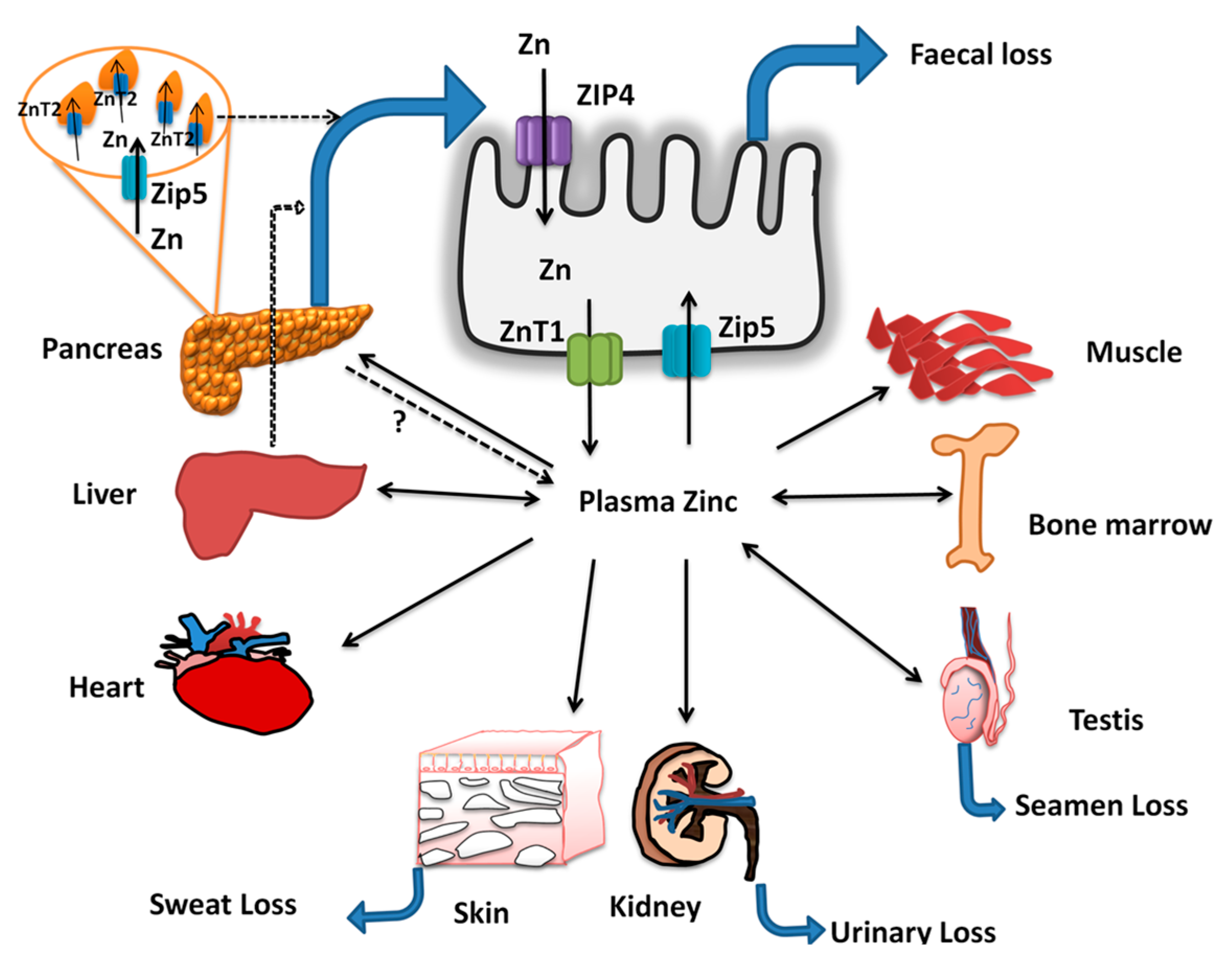 Nutrients 11 01885 g002