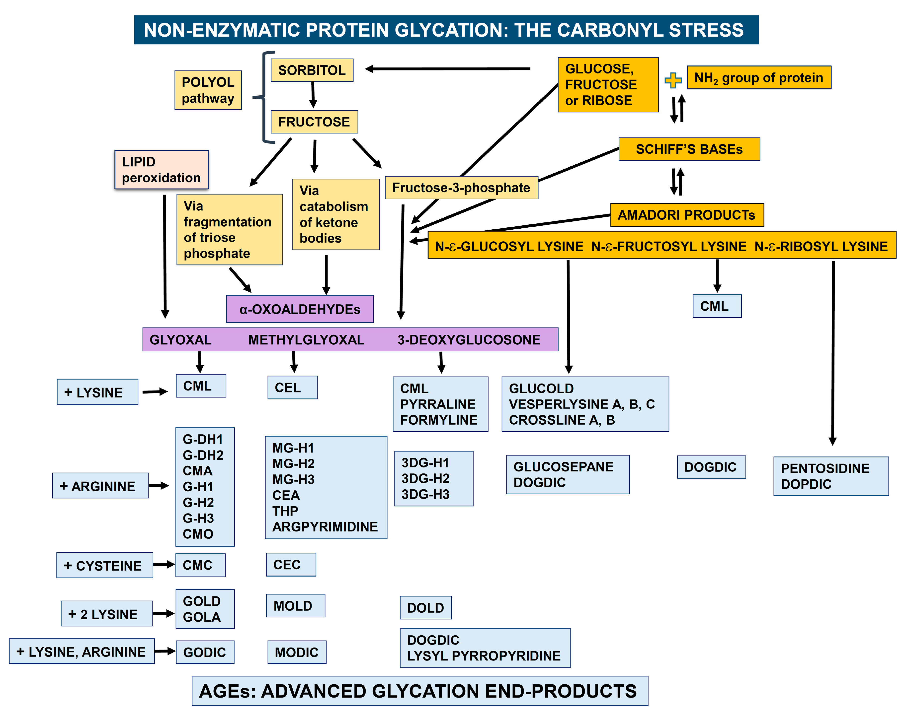 Nutrients 11 01917 g001 Nutrients 11 01917 g001