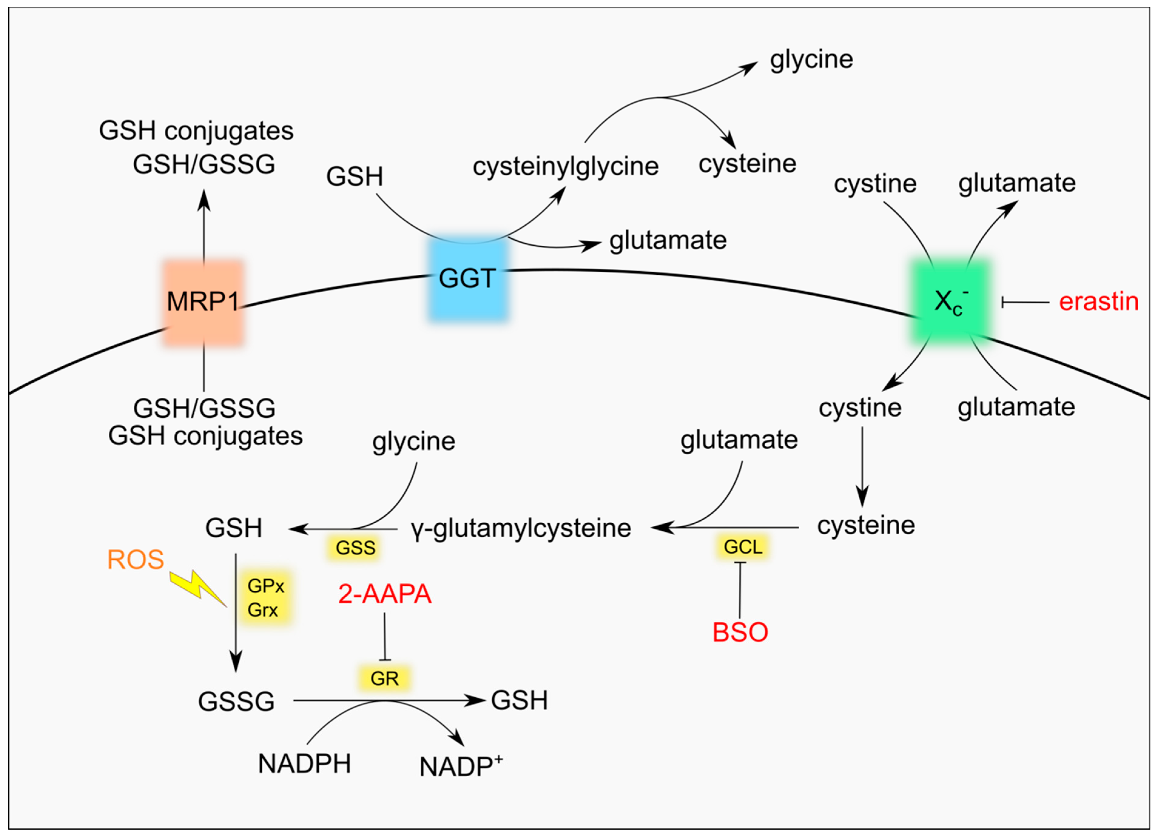 Nutrients 11 01926 g001