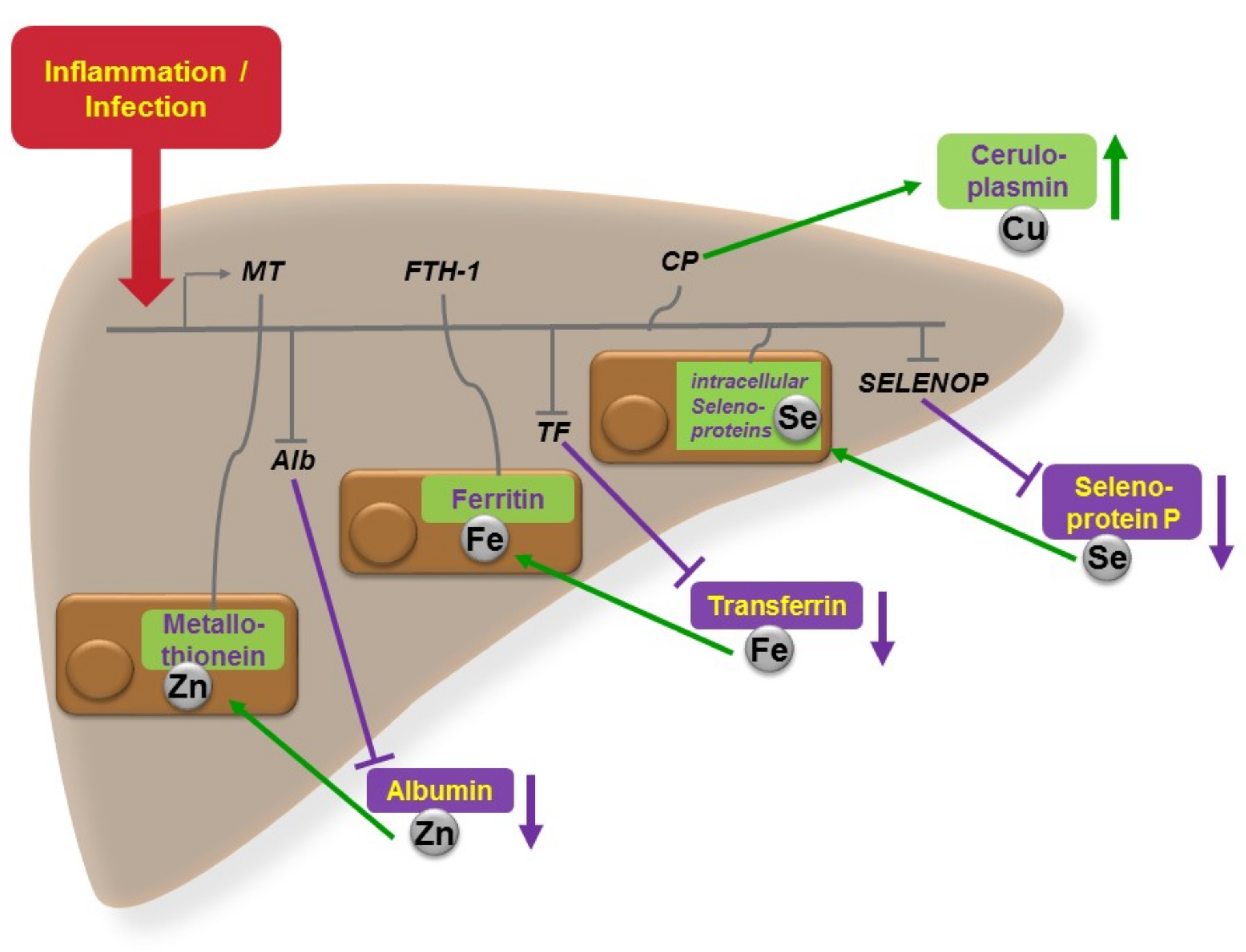 Nutrients 11 02078 g001