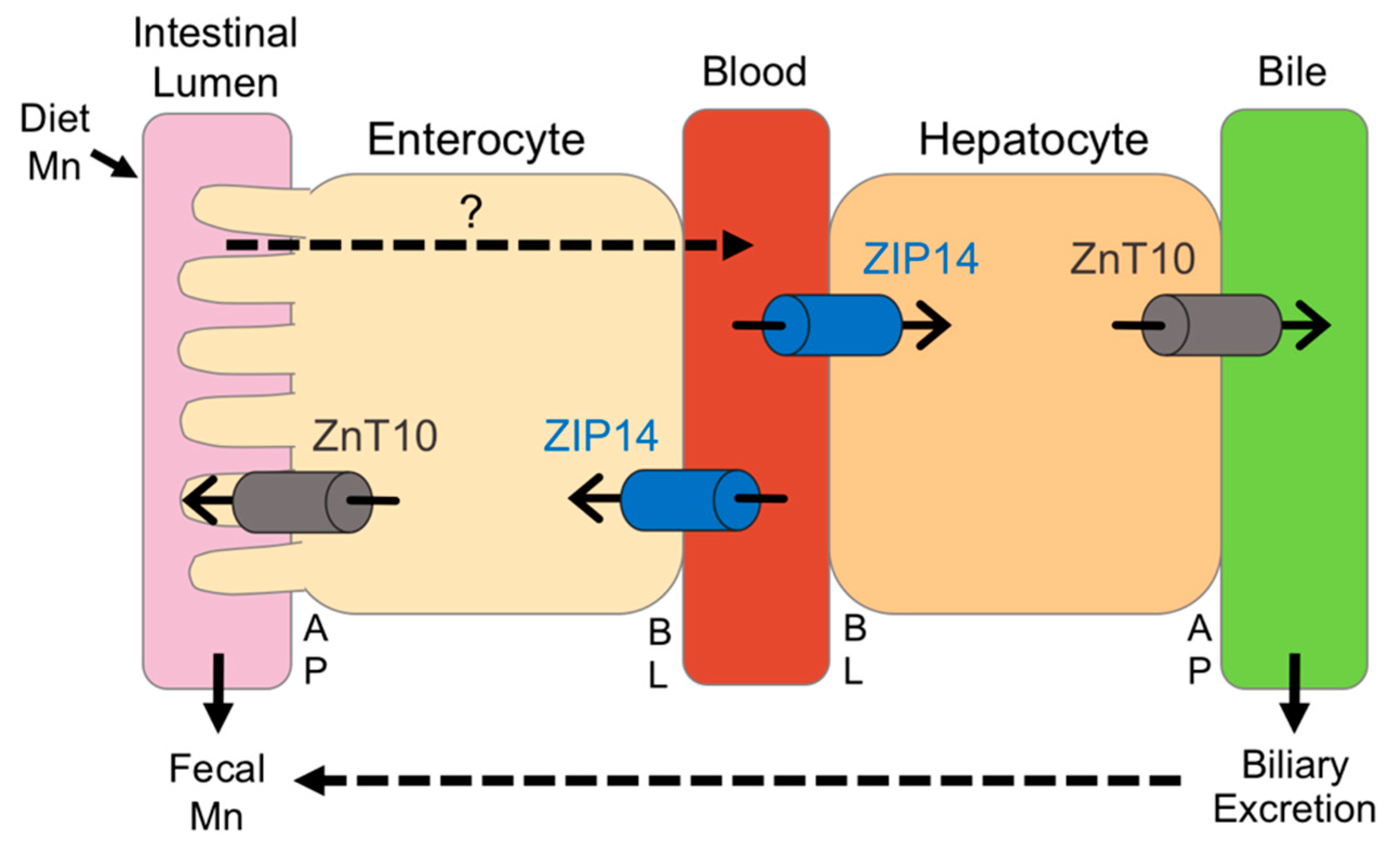 Nutrients 11 02099 g008
