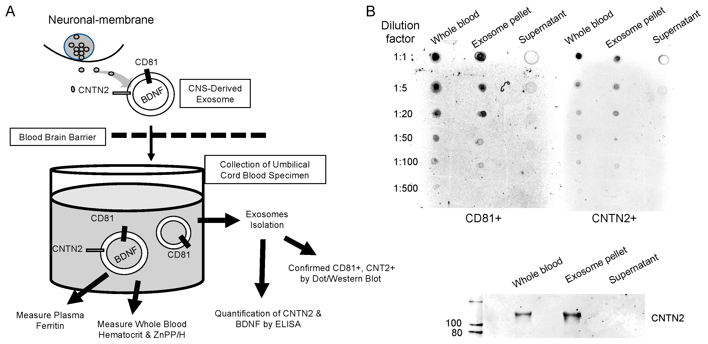 Nutrients 11 02478 g001
