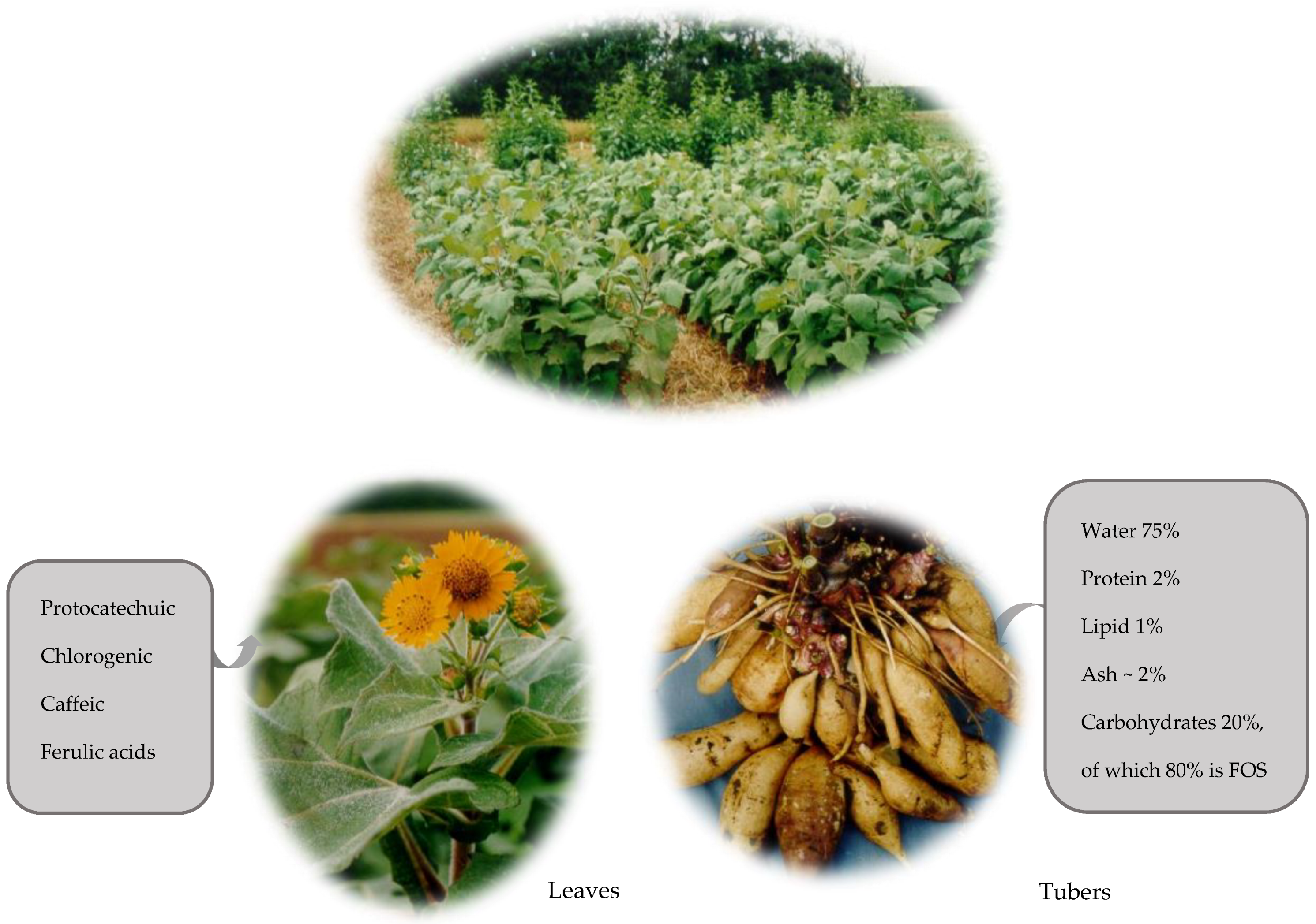 Nutrients 11 02632 g001