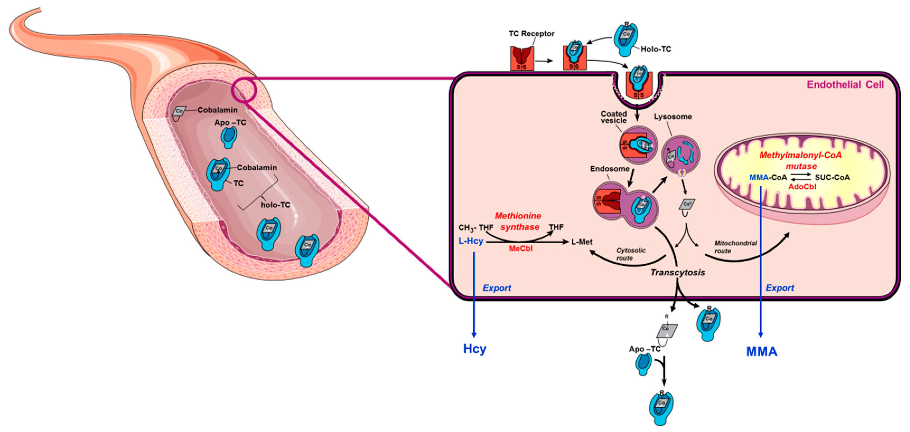 Nutrients 11 02815 g001