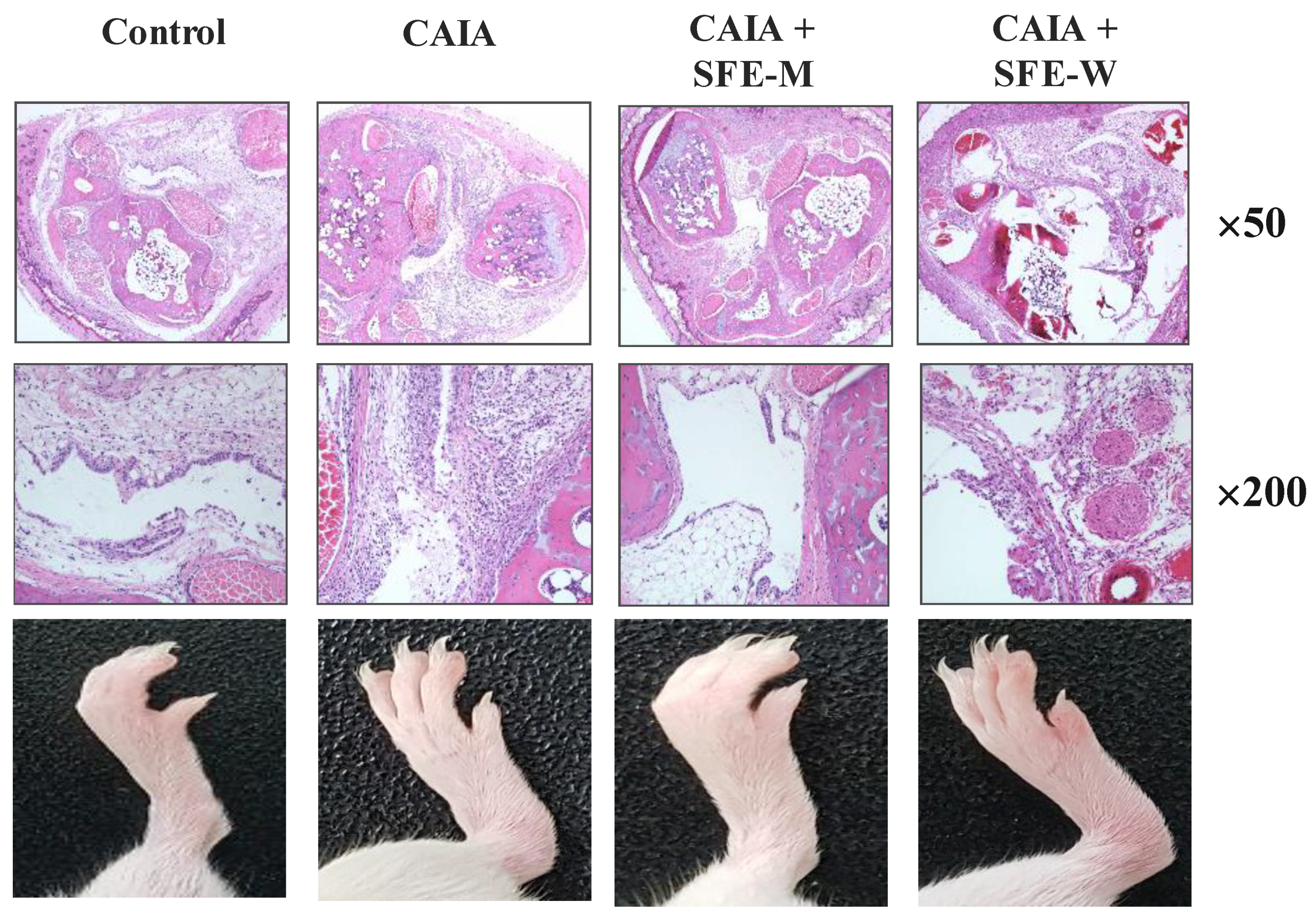 Nutrients 11 02959 g002
