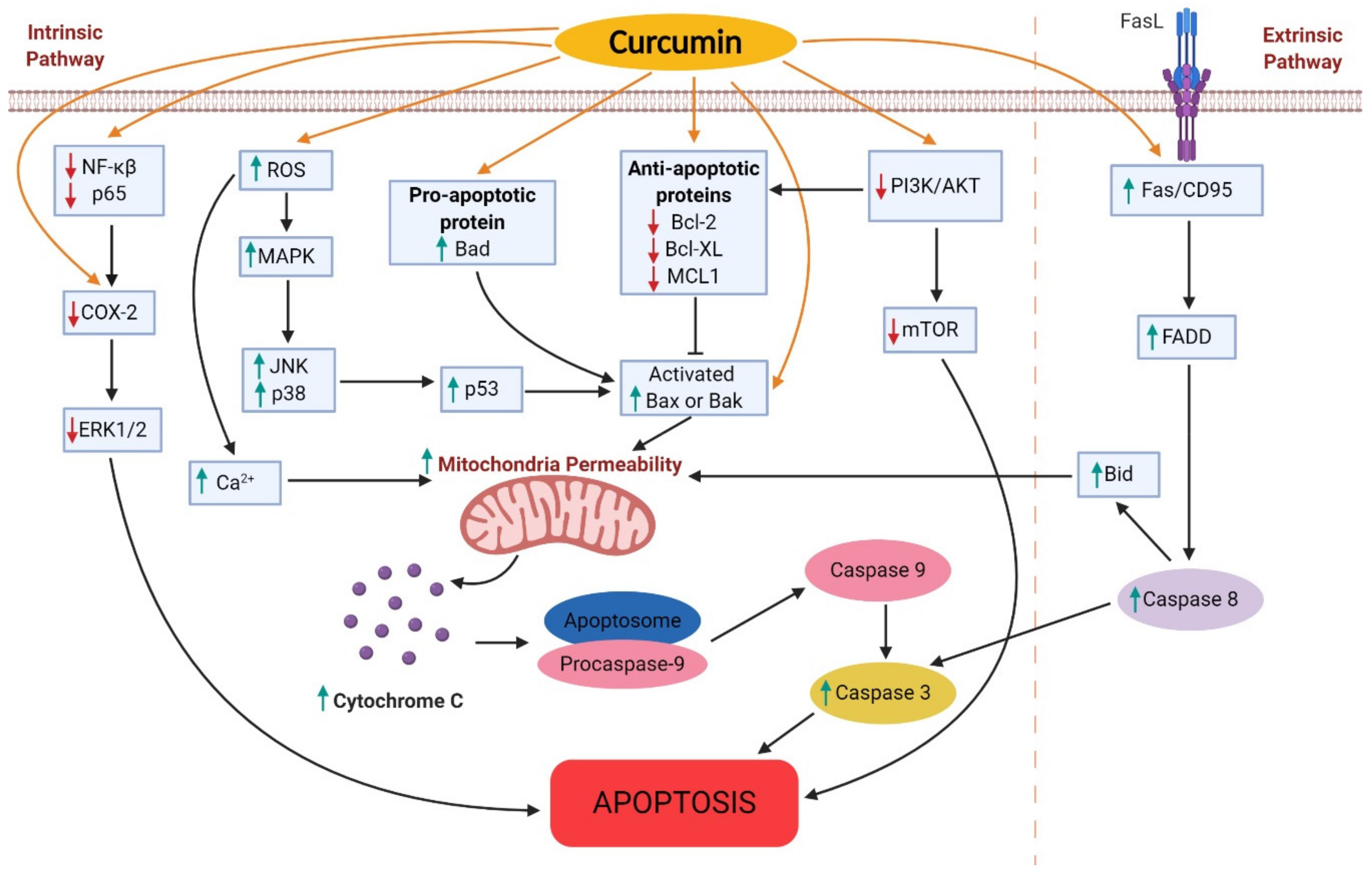 Nutrients 11 02989 g002