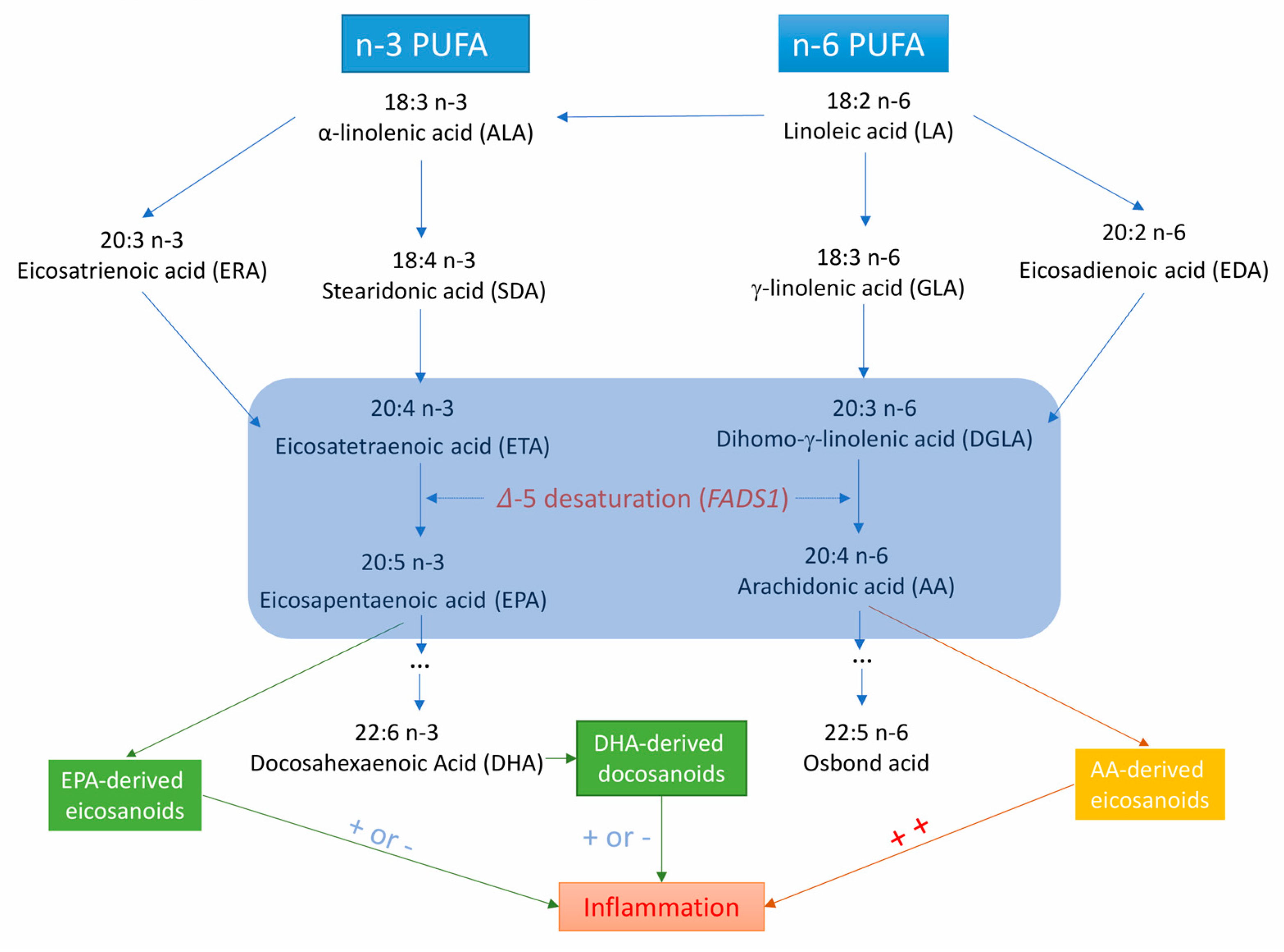 Nutrients 11 03001 g001 Nutrients 11 03001 g001