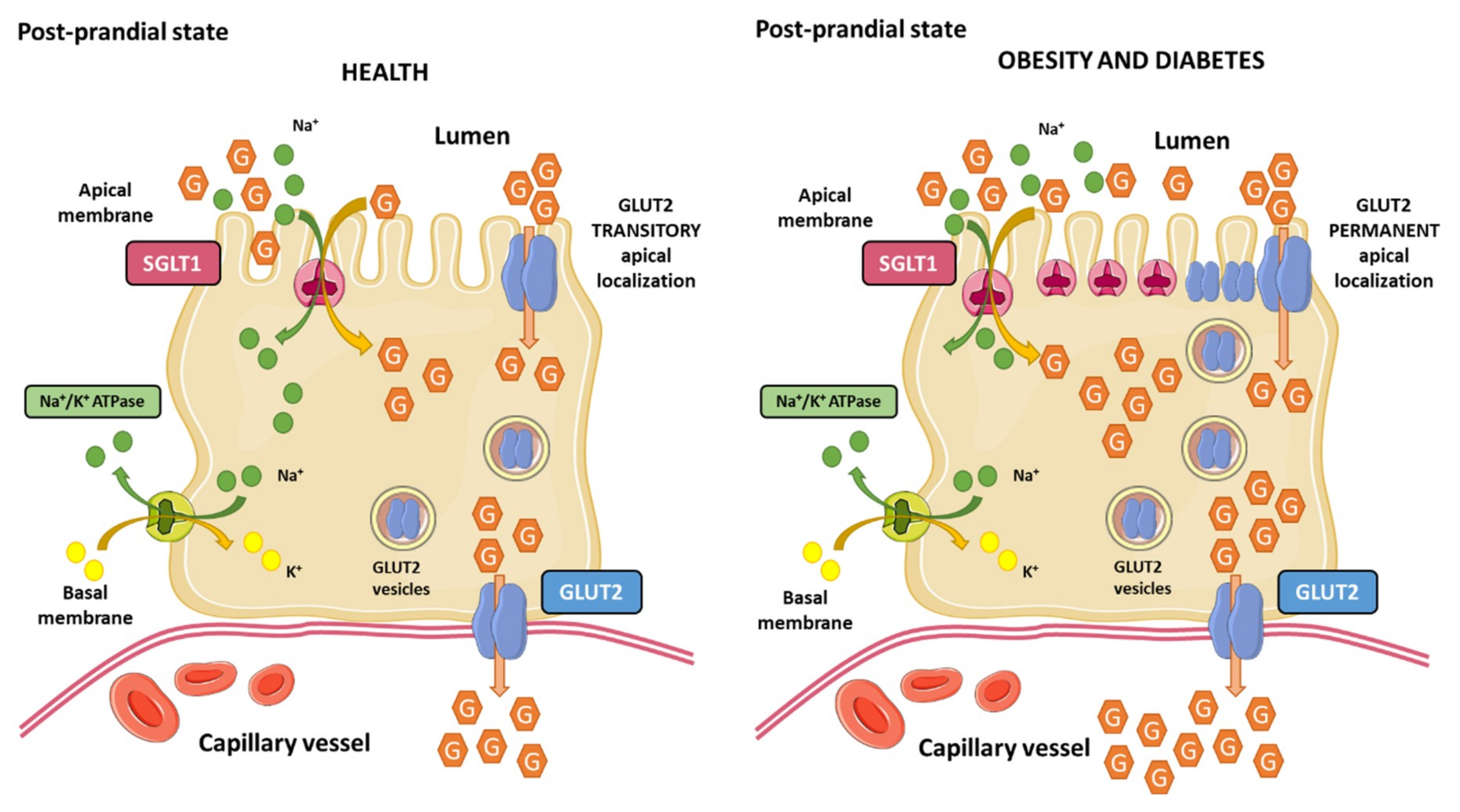 Nutrients 12 00094 g003 Nutrients 12 00094 g003