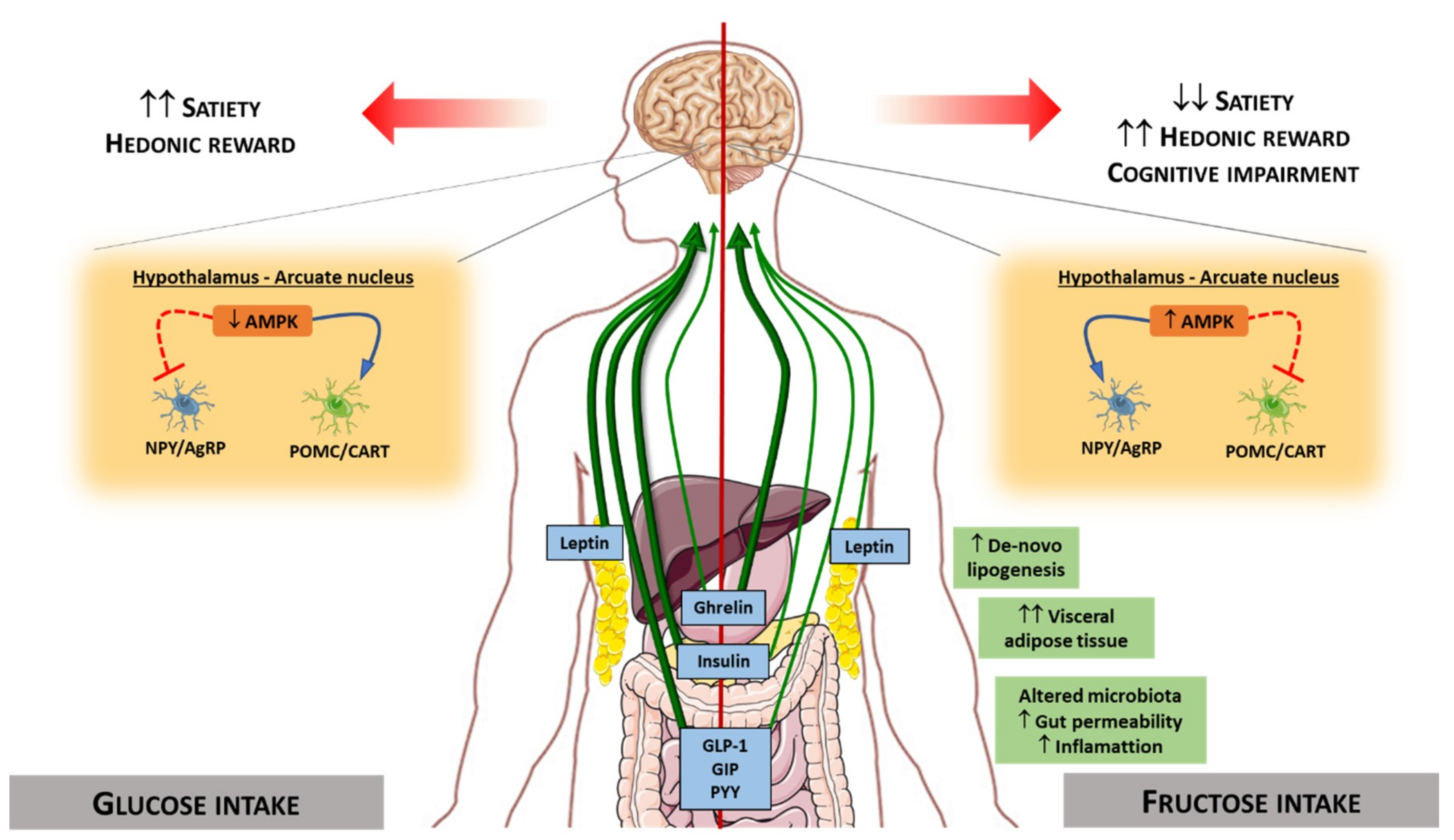 Nutrients 12 00094 g005 Nutrients 12 00094 g005