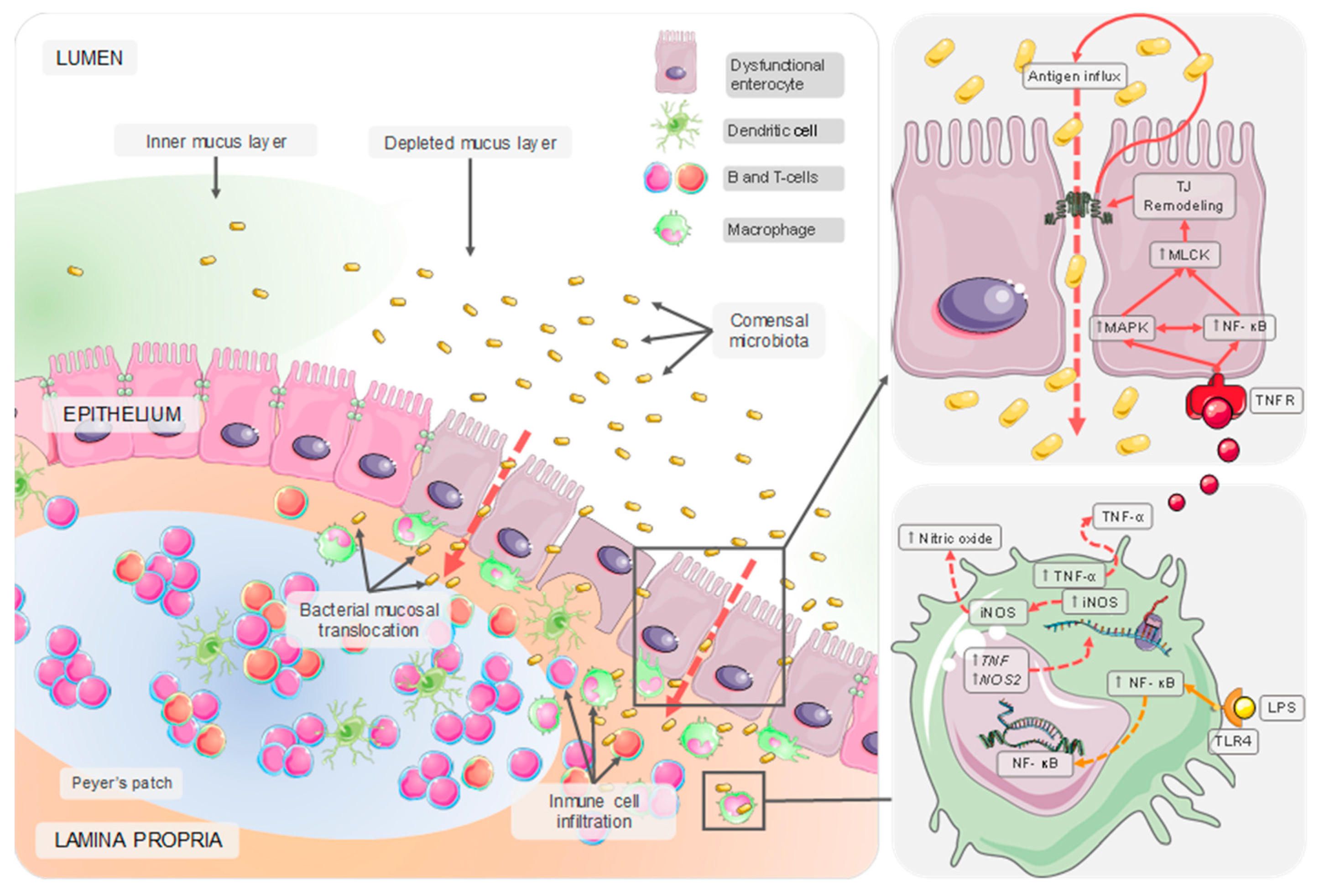 Nutrients 12 00130 g001