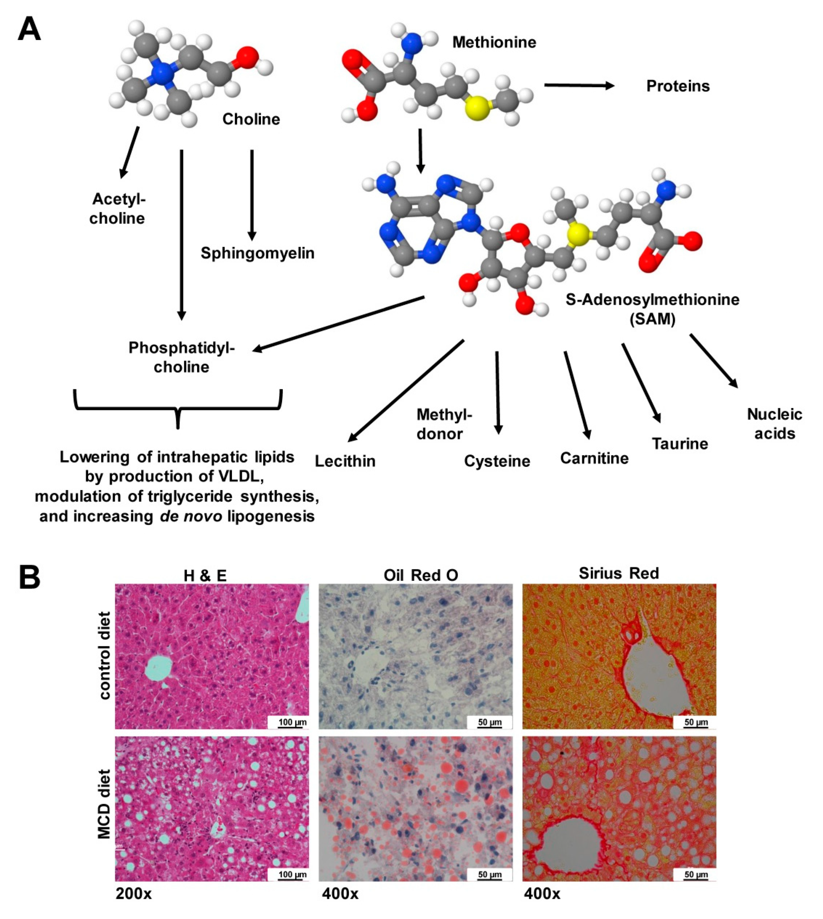 Nutrients 12 00163 g010