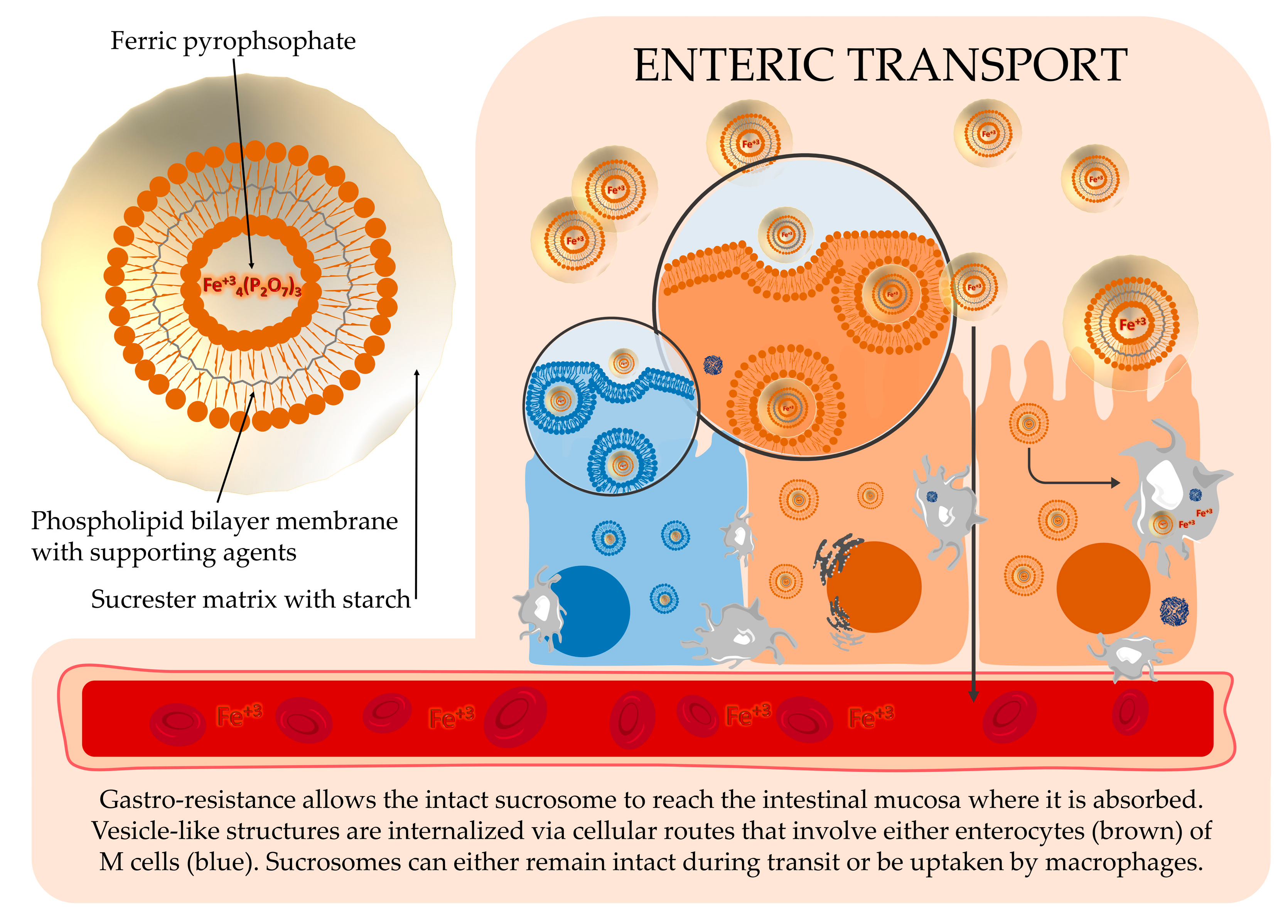 Nutrients 12 00386 g0a1 Nutrients 12 00386 g0a1