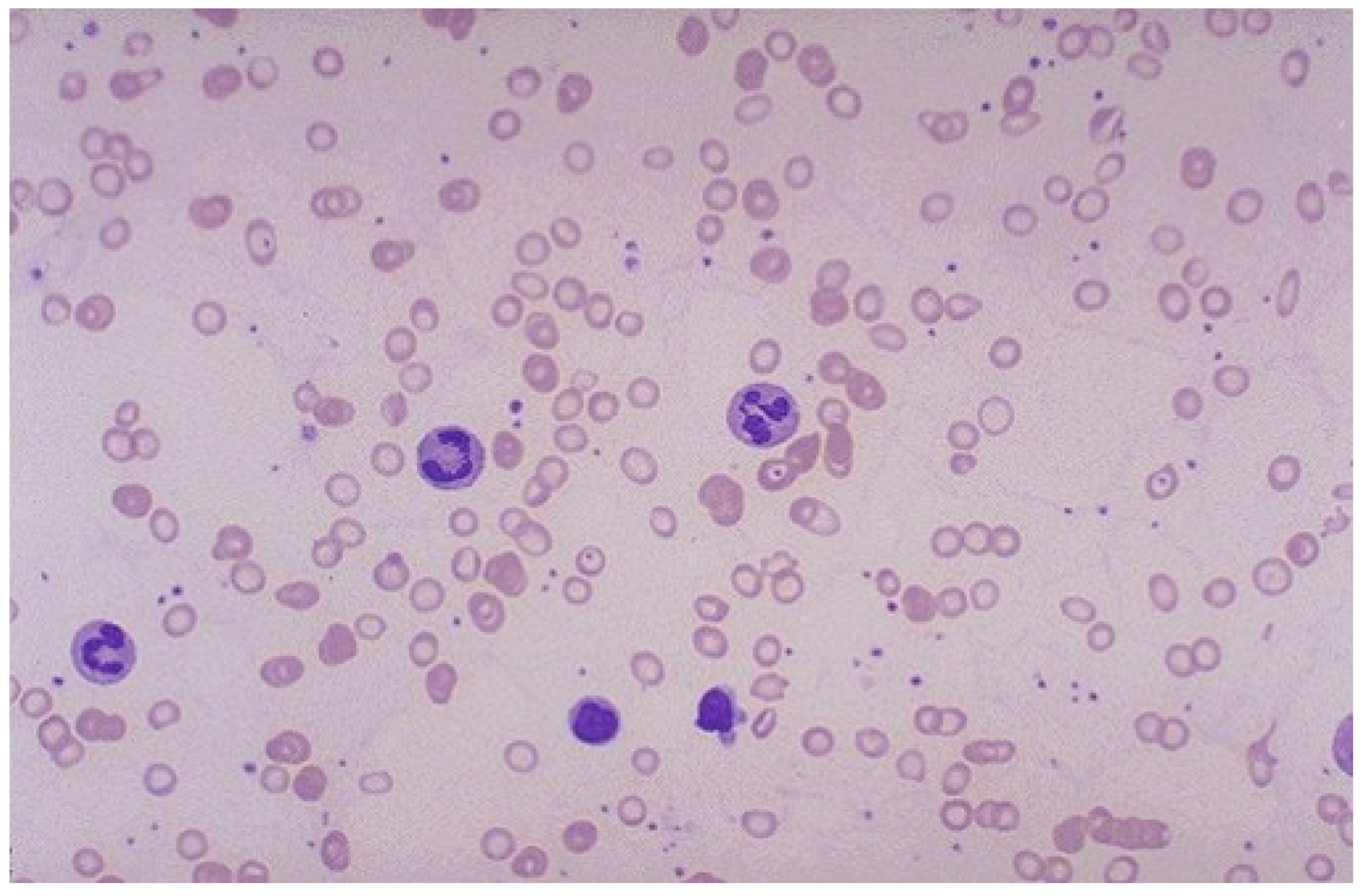 Nutrients 12 00447 g002 Nutrients 12 00447 g002