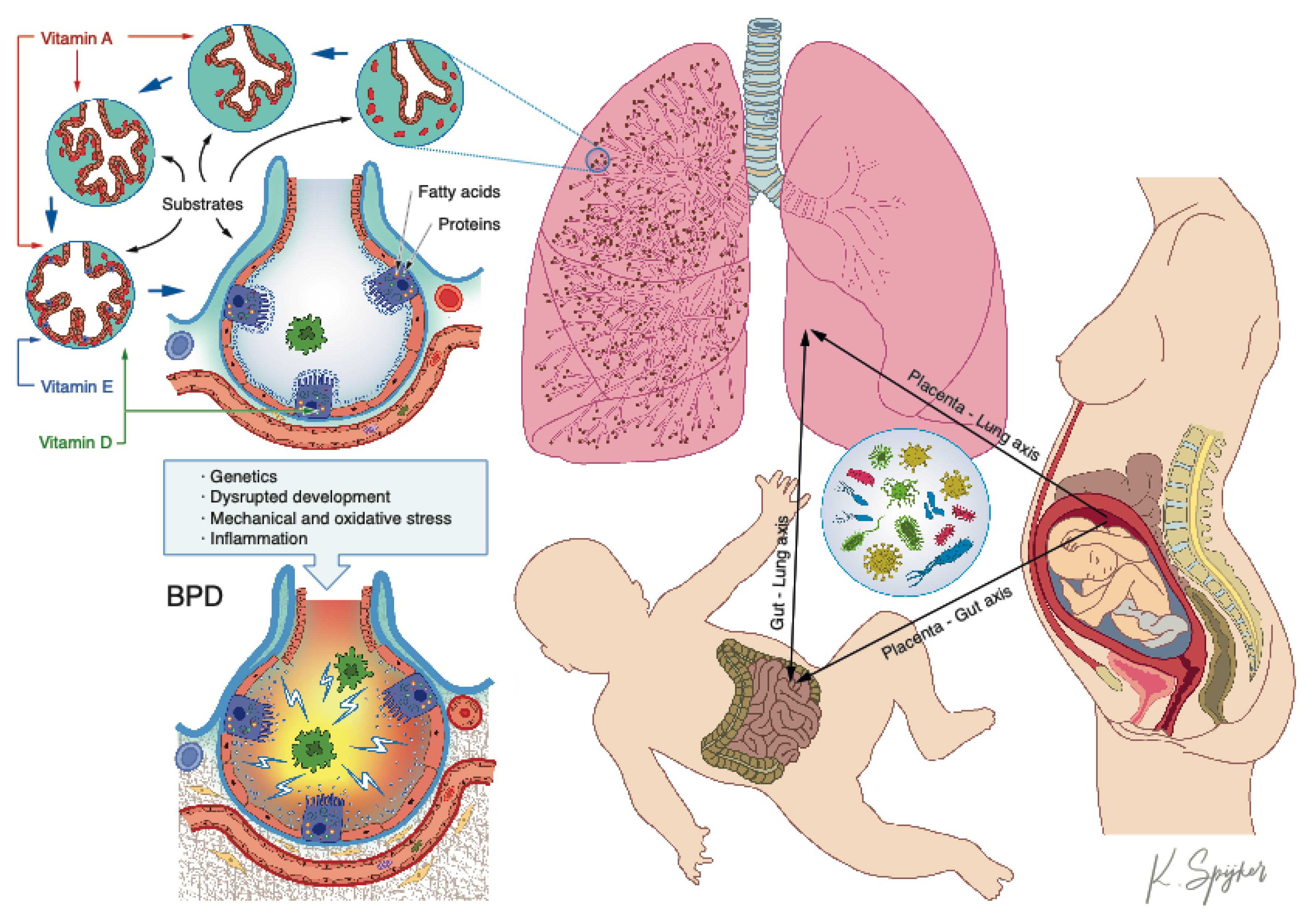 Nutrients 12 00469 g001