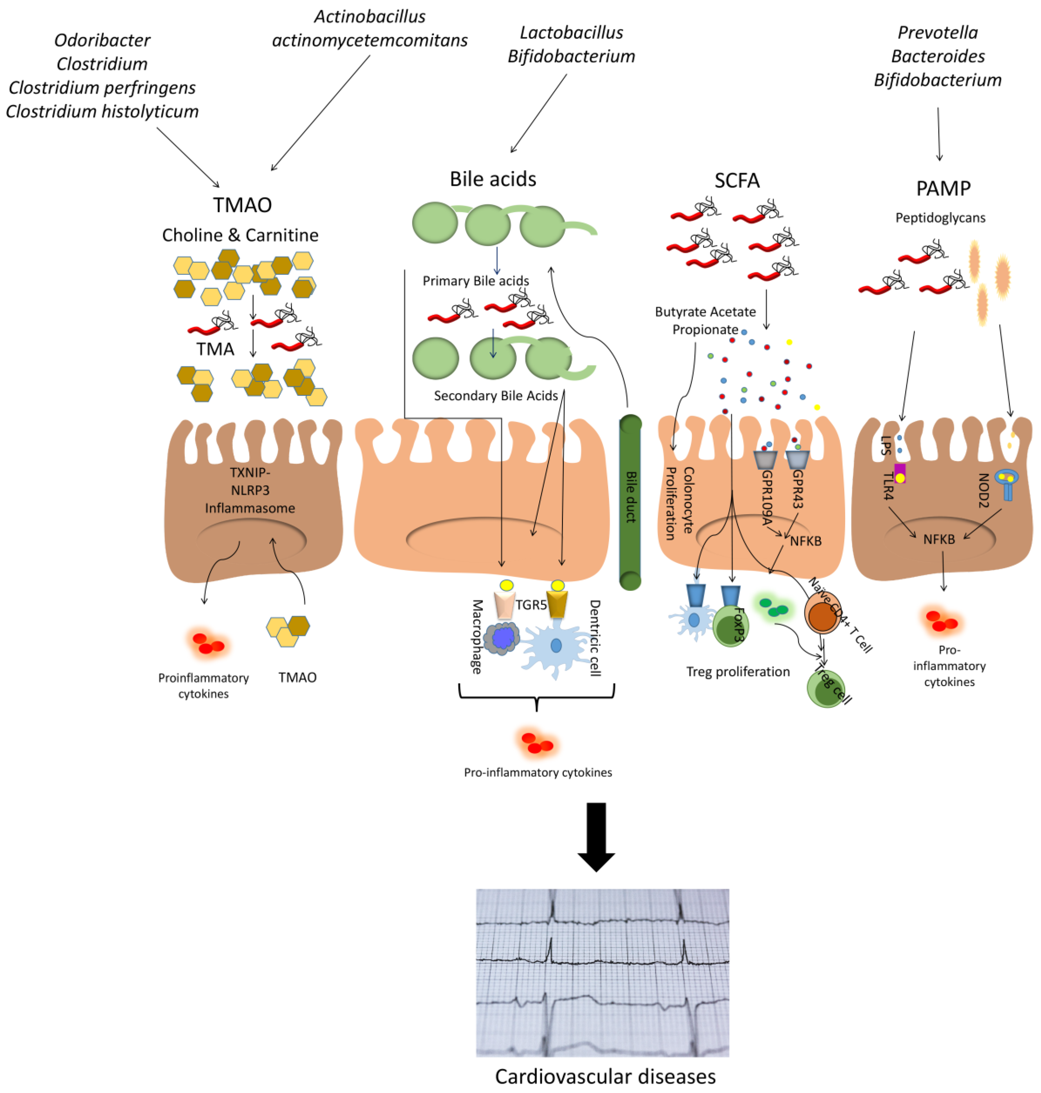 Nutrients 12 00605 g001