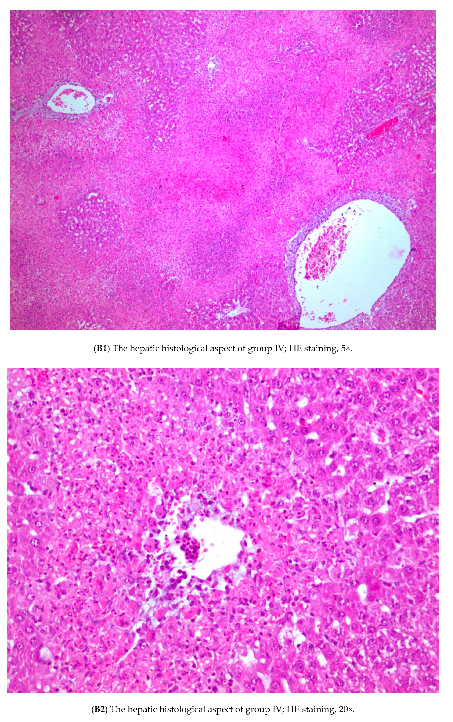 Nutrients 12 00632 g004b