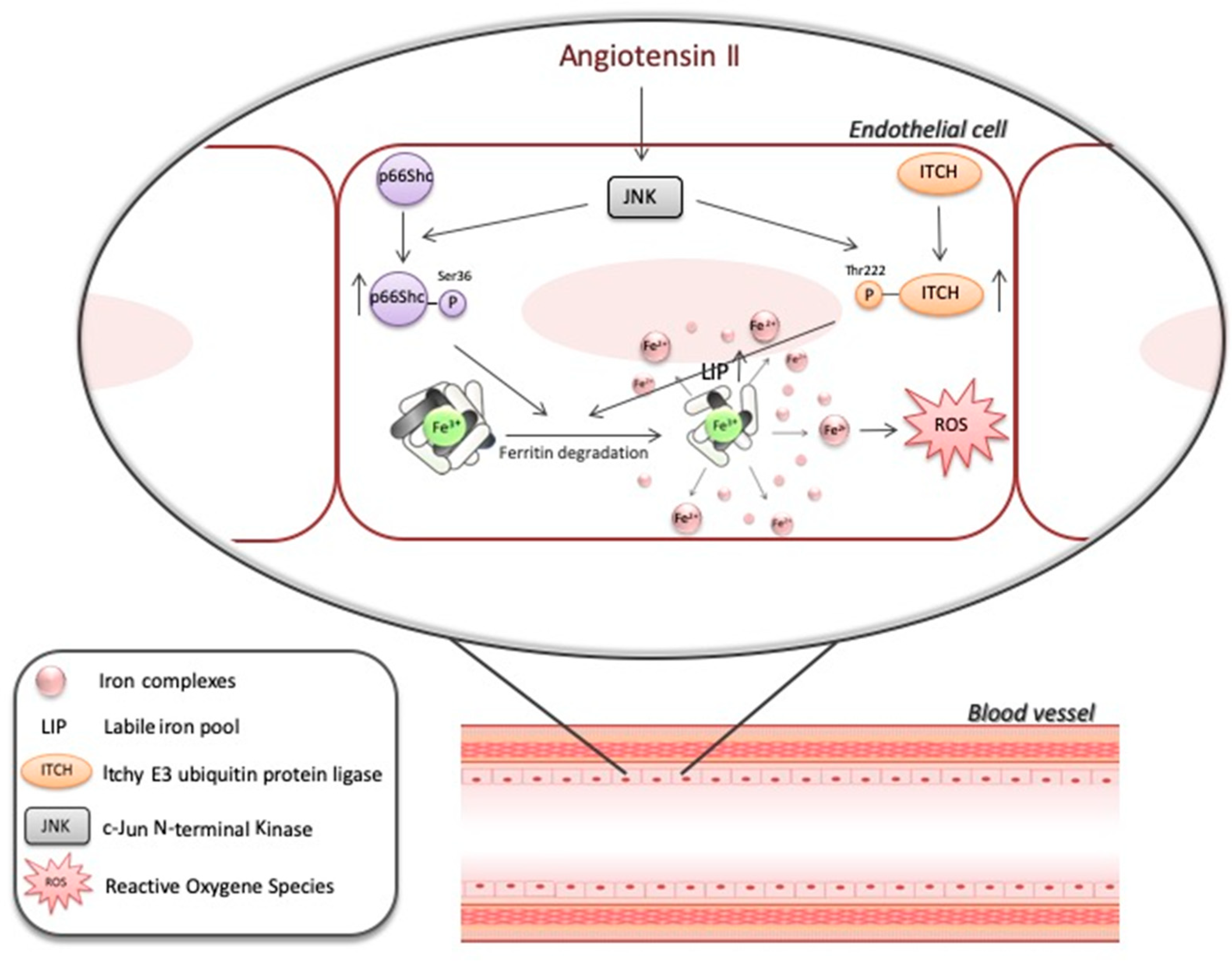 Nutrients 12 00668 g006 Nutrients 12 00668 g006