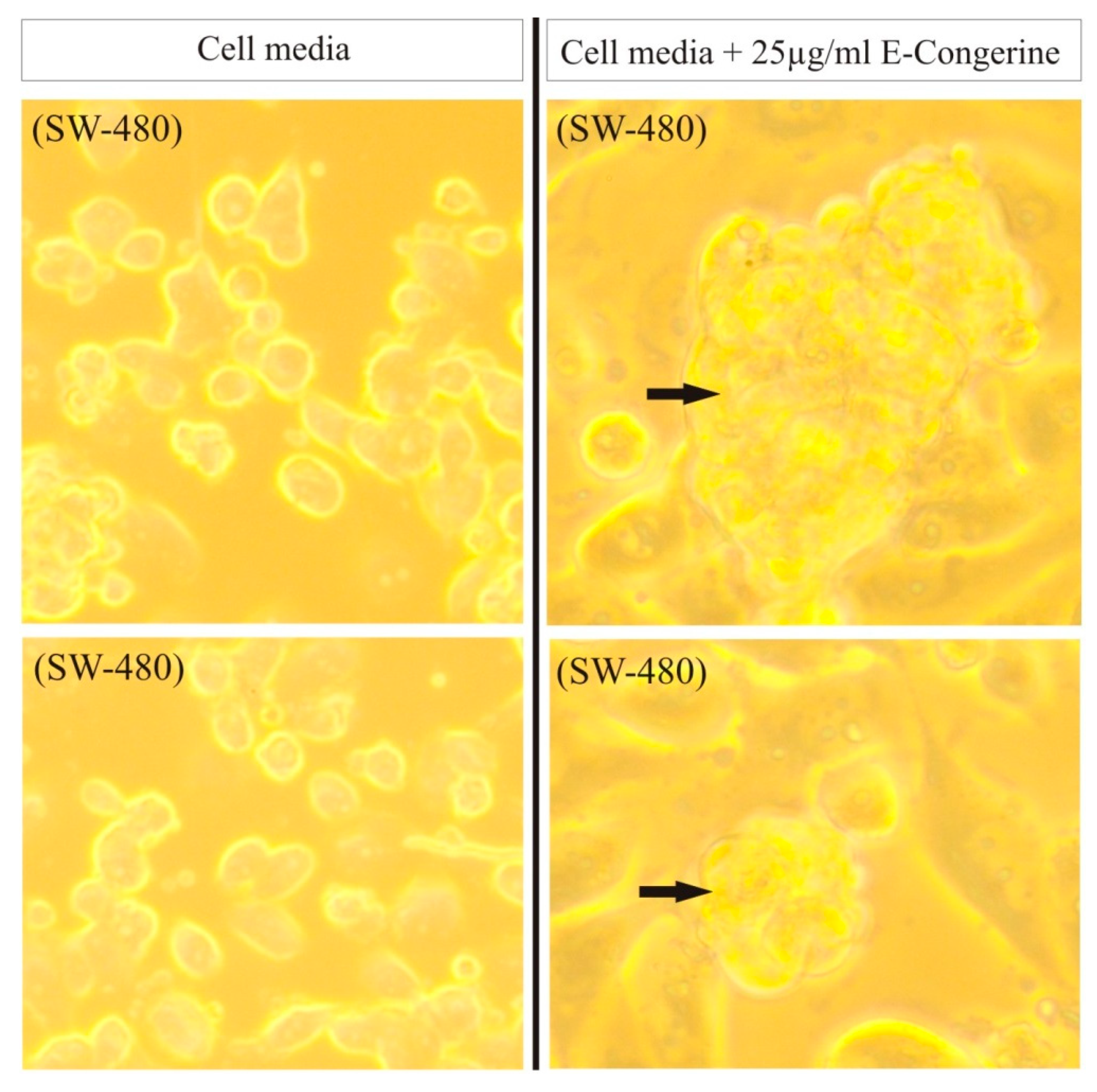 Nutrients 12 00747 g008 Nutrients 12 00747 g008