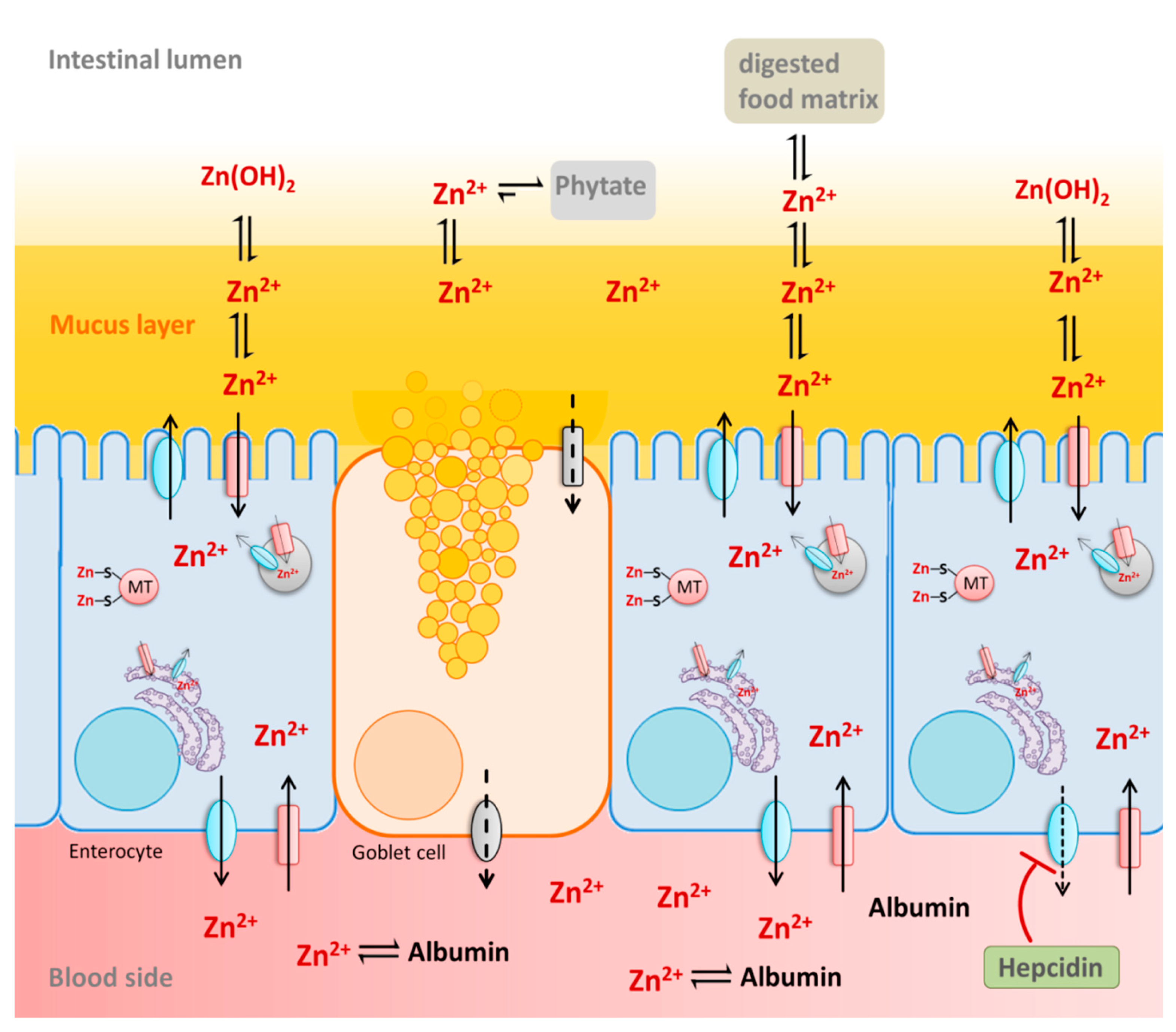 Nutrients 12 00762 g004 Nutrients 12 00762 g004