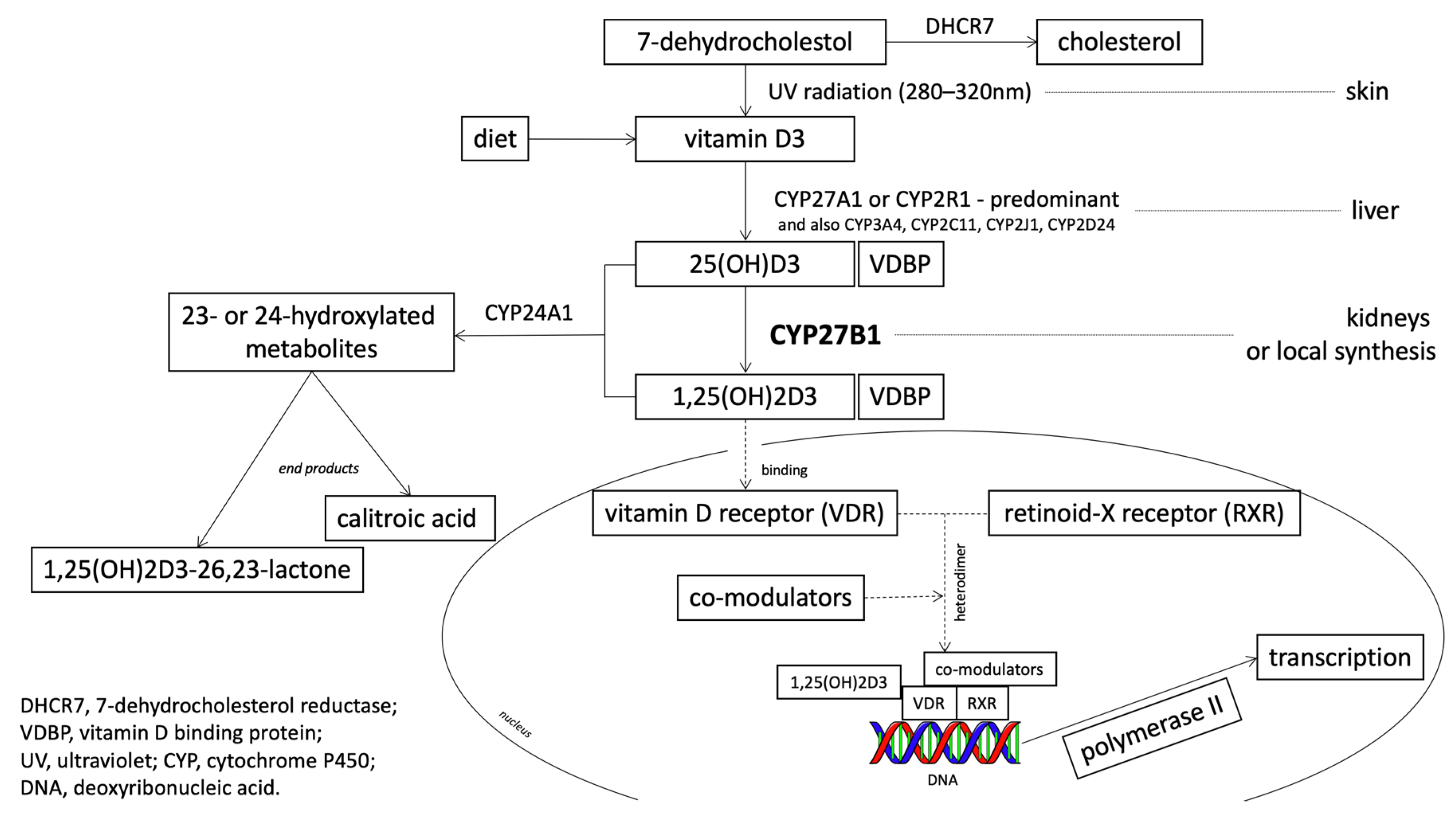Nutrients 12 00801 g002 Nutrients 12 00801 g002