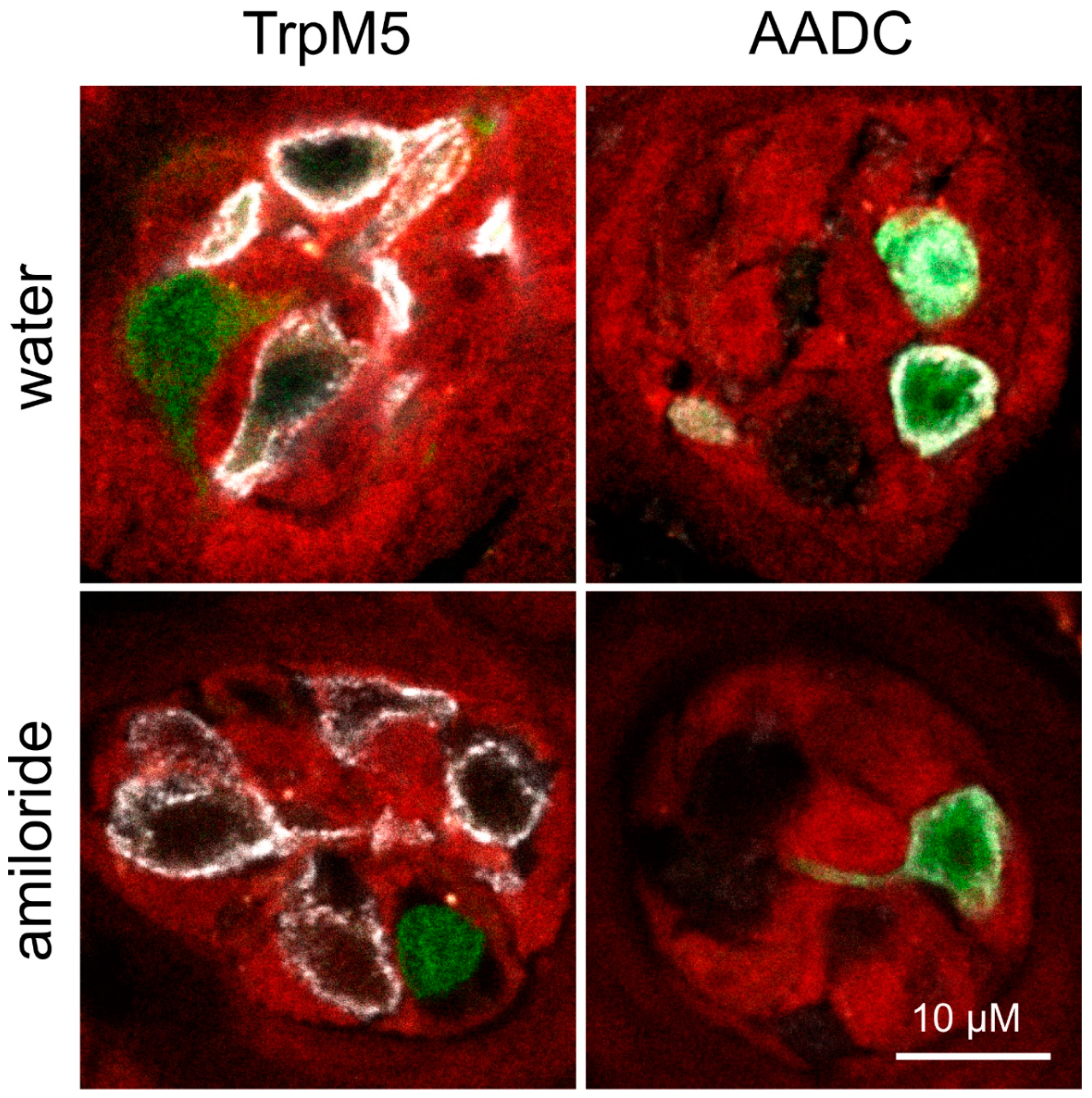Nutrients 12 00995 g004