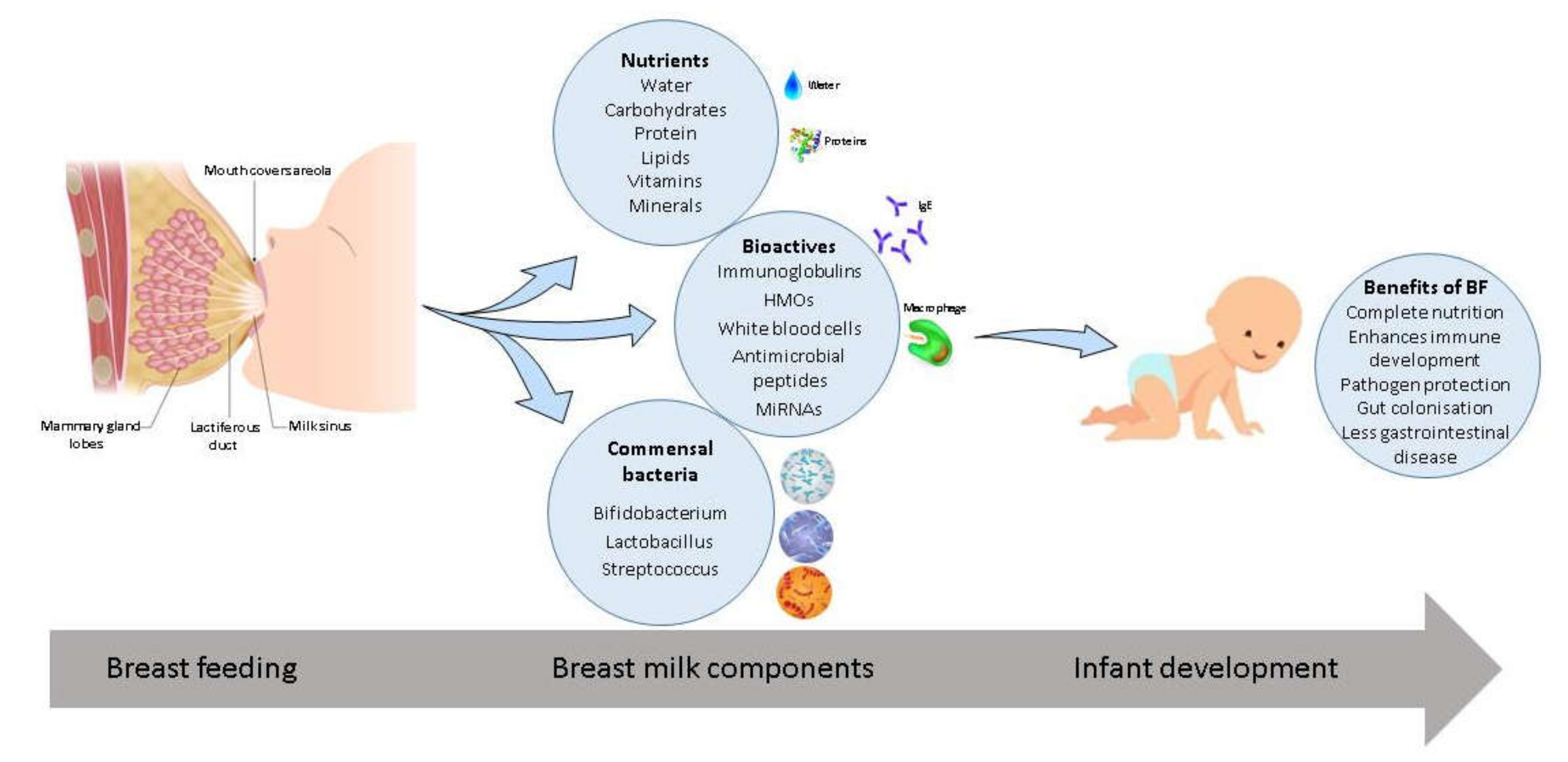 Nutrients 12 01039 g001