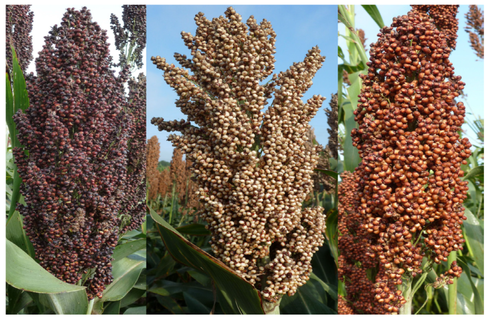 Nutrients 12 01111 g001