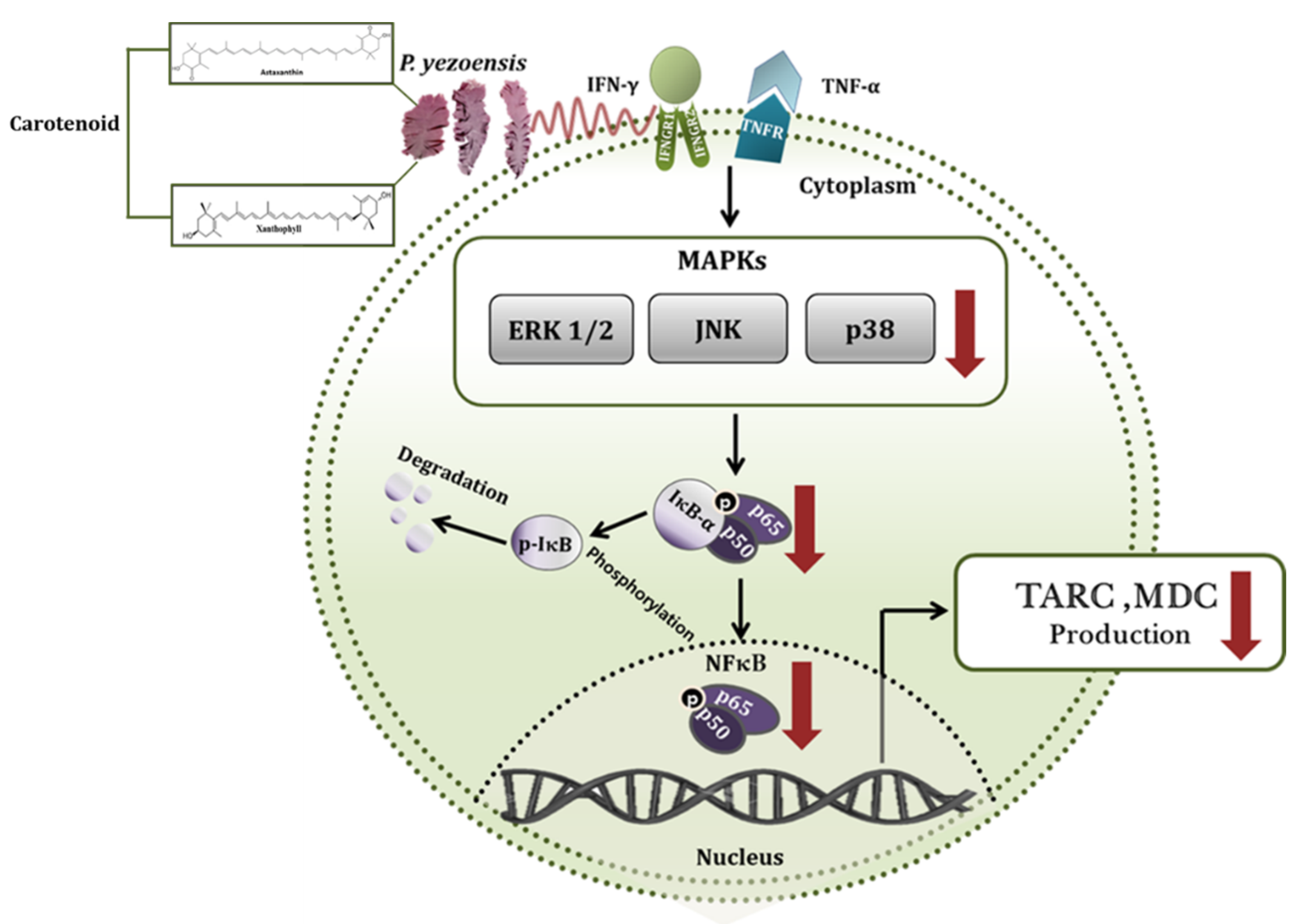 Nutrients 12 01238 g008
