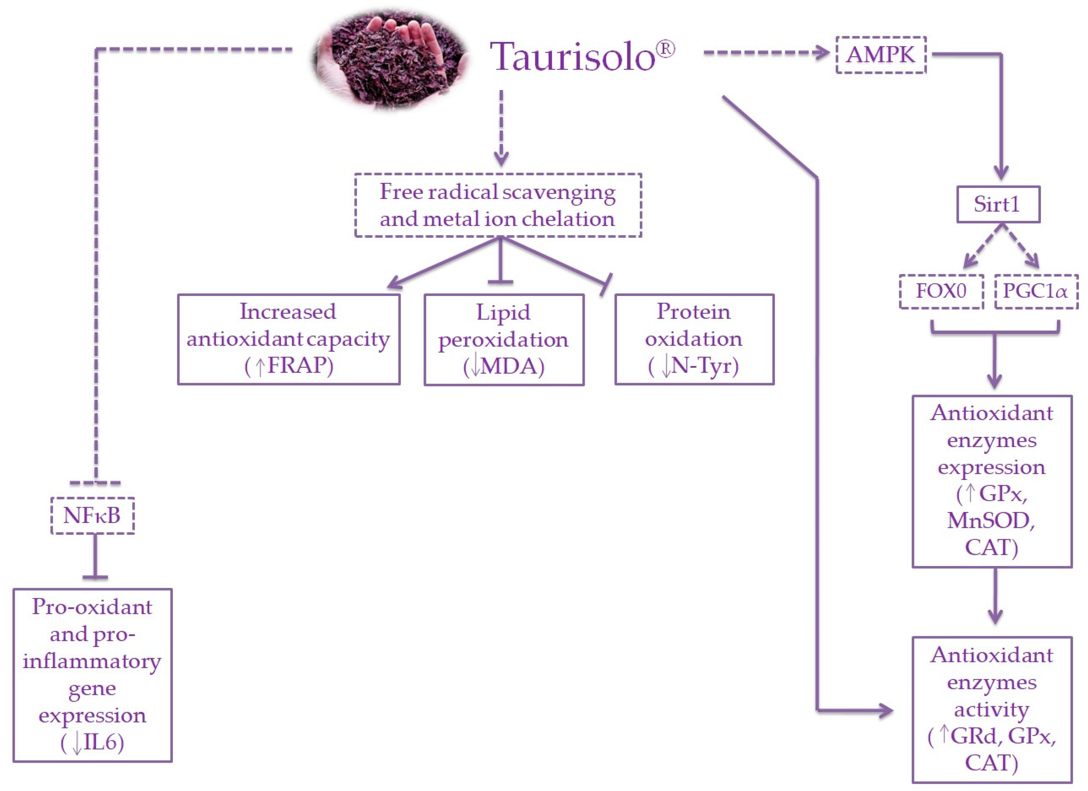 Nutrients 12 01280 g007 Nutrients 12 01280 g007
