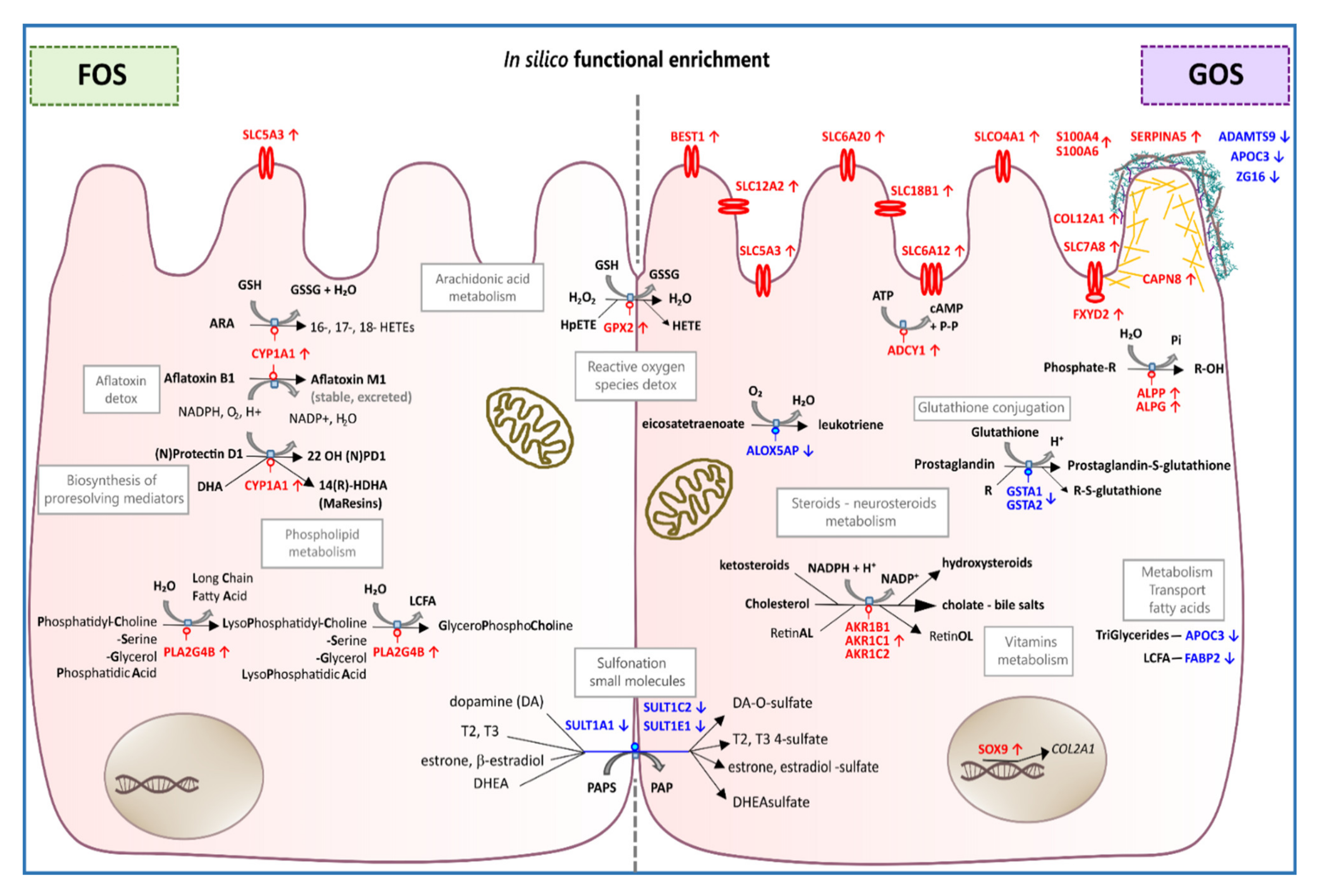 Nutrients 12 01281 g006 Nutrients 12 01281 g006