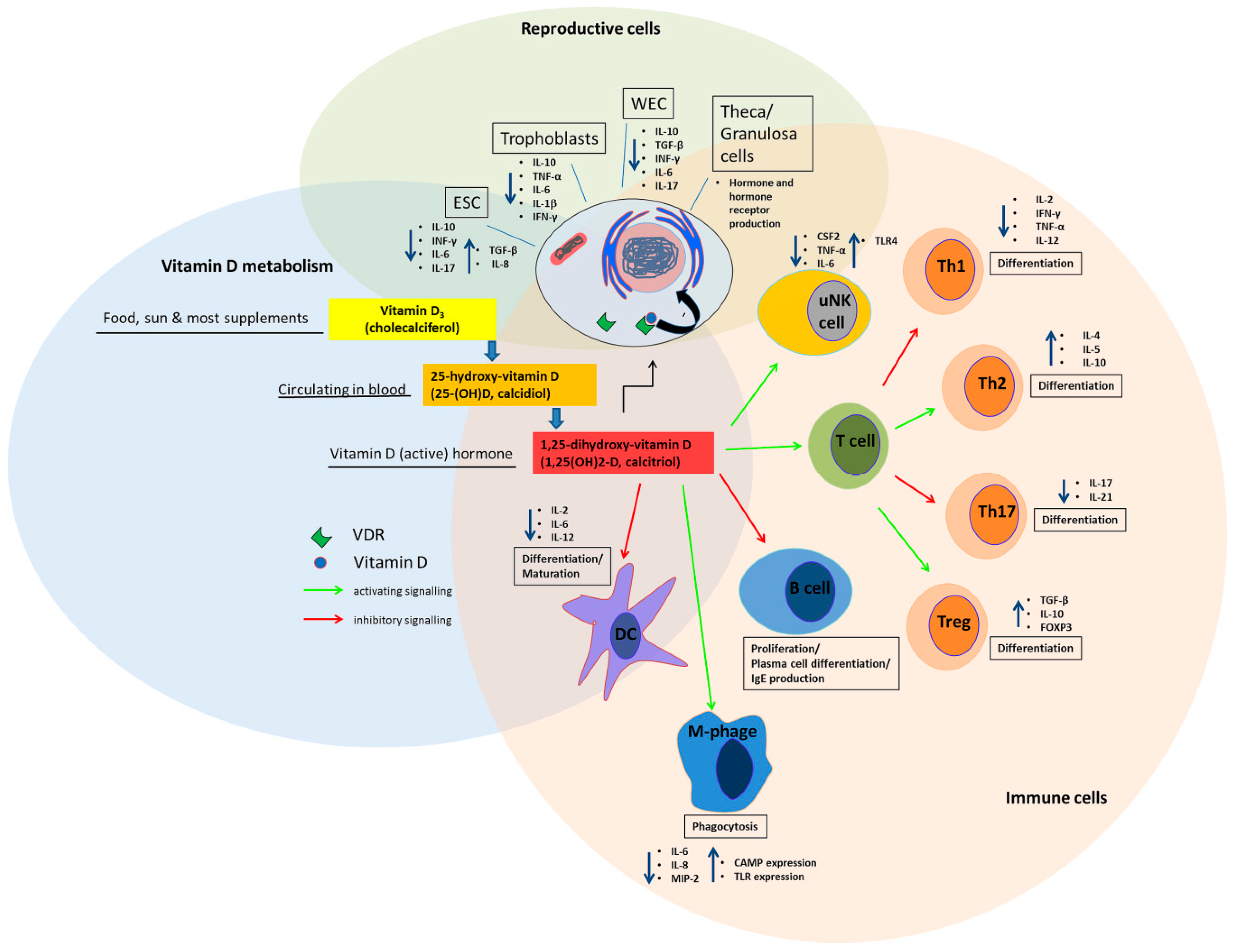 Nutrients 12 01432 g001