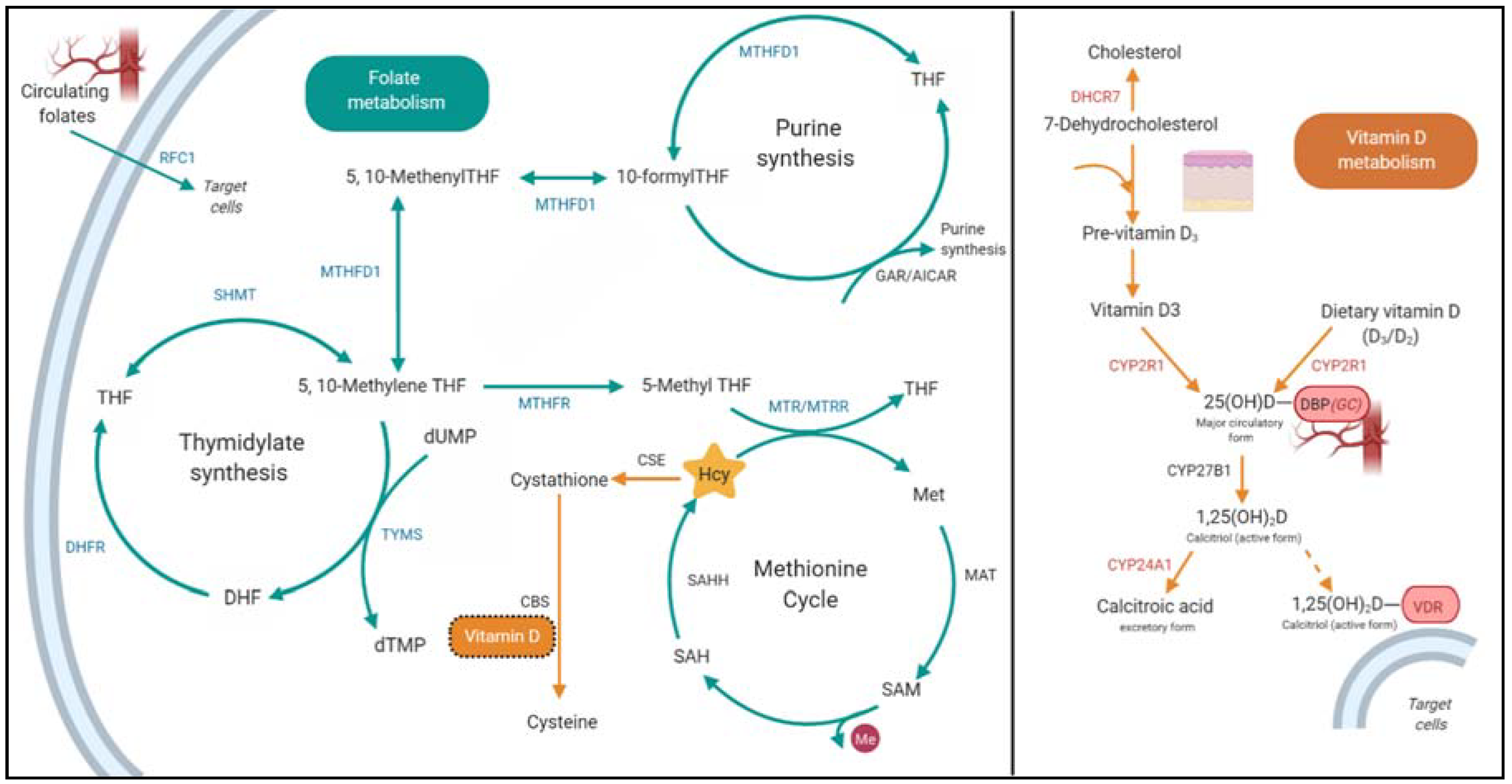 Nutrients 12 01455 g001