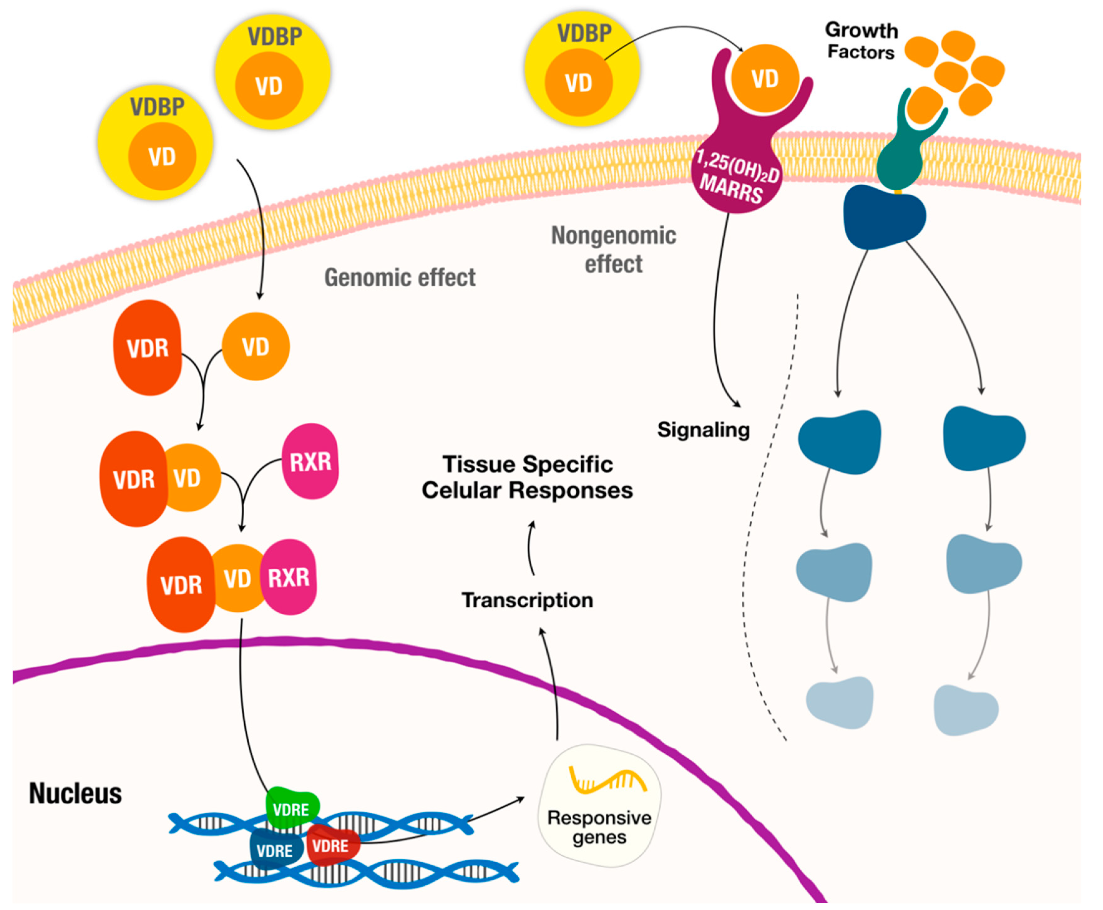 Nutrients 12 01471 g002 Nutrients 12 01471 g002