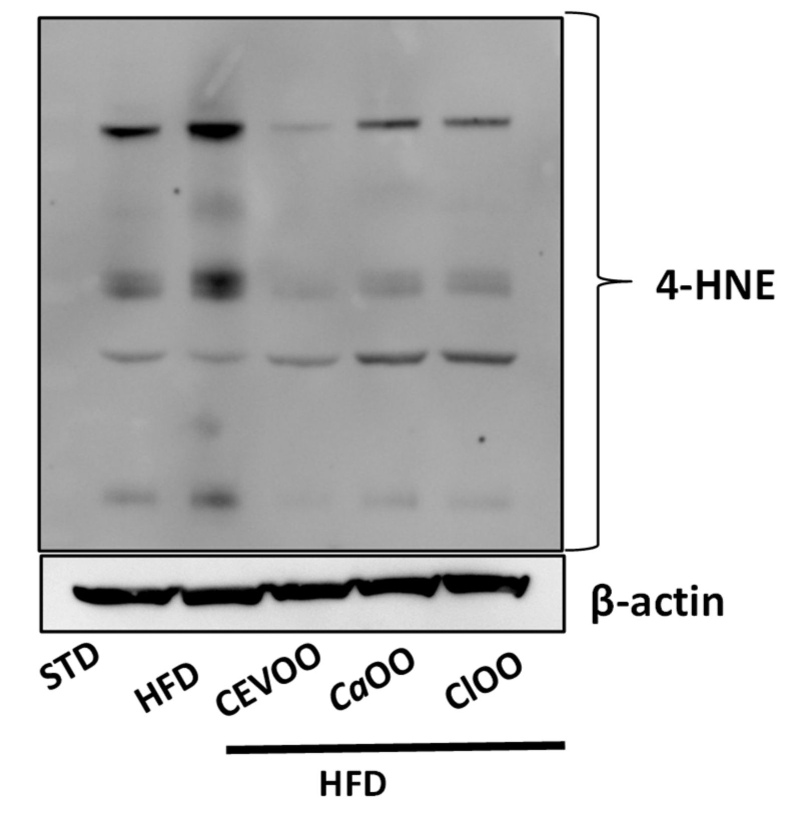 Nutrients 12 01557 g010