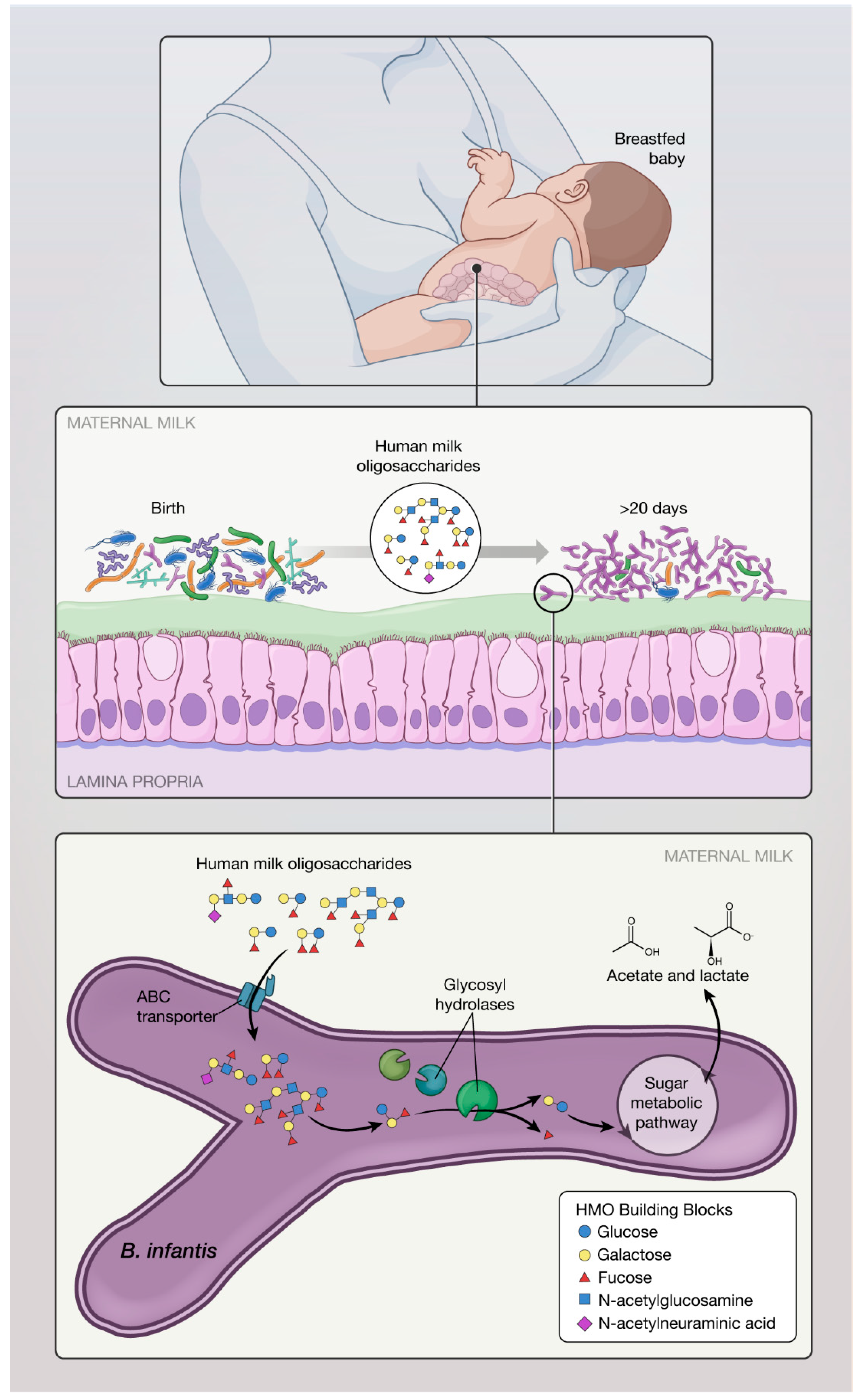 Nutrients 12 01581 g001 Nutrients 12 01581 g001