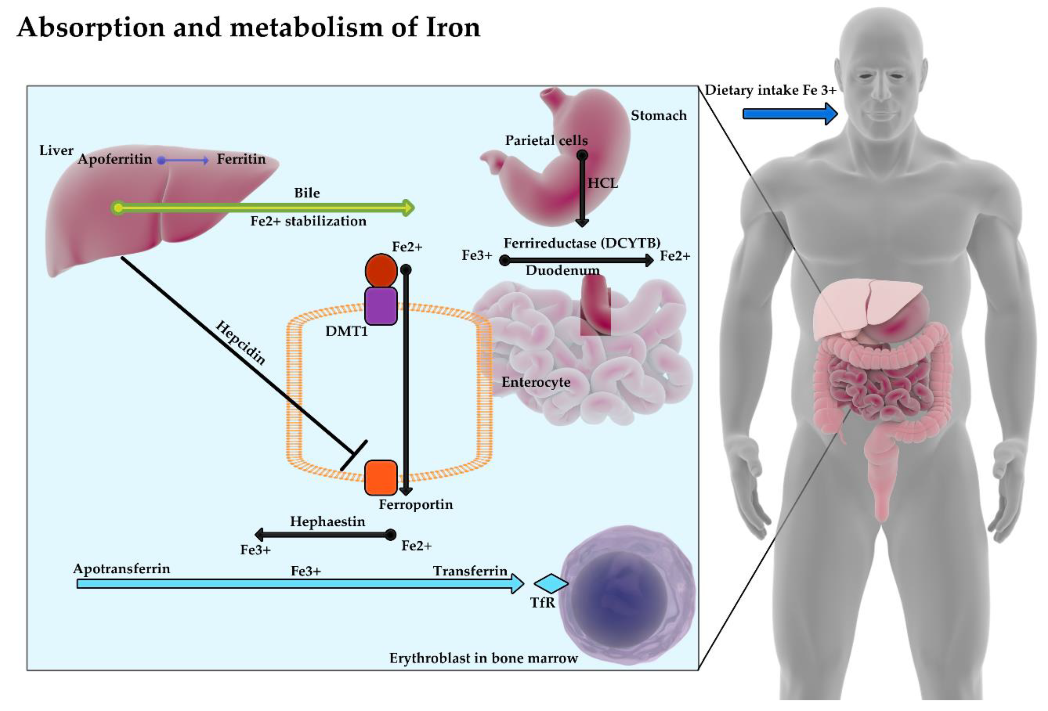Nutrients 12 01784 g001