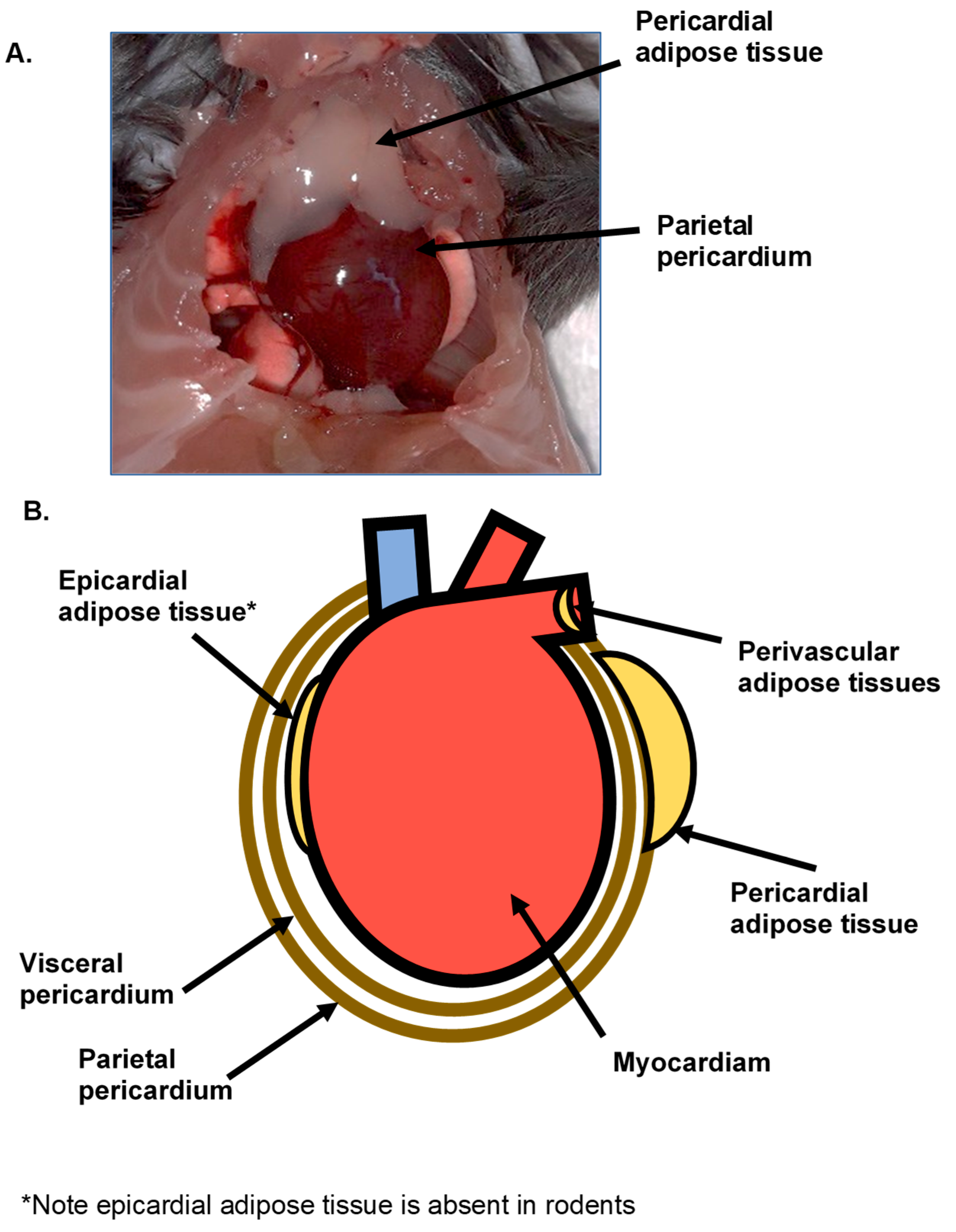 Nutrients 12 01855 g001