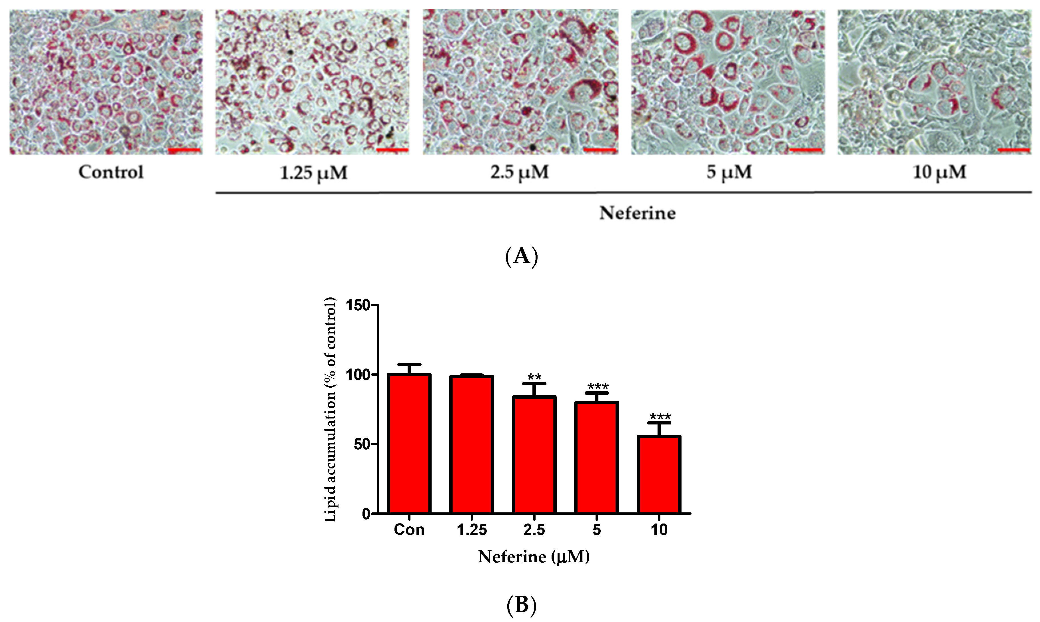 Nutrients 12 01858 g002 Nutrients 12 01858 g002