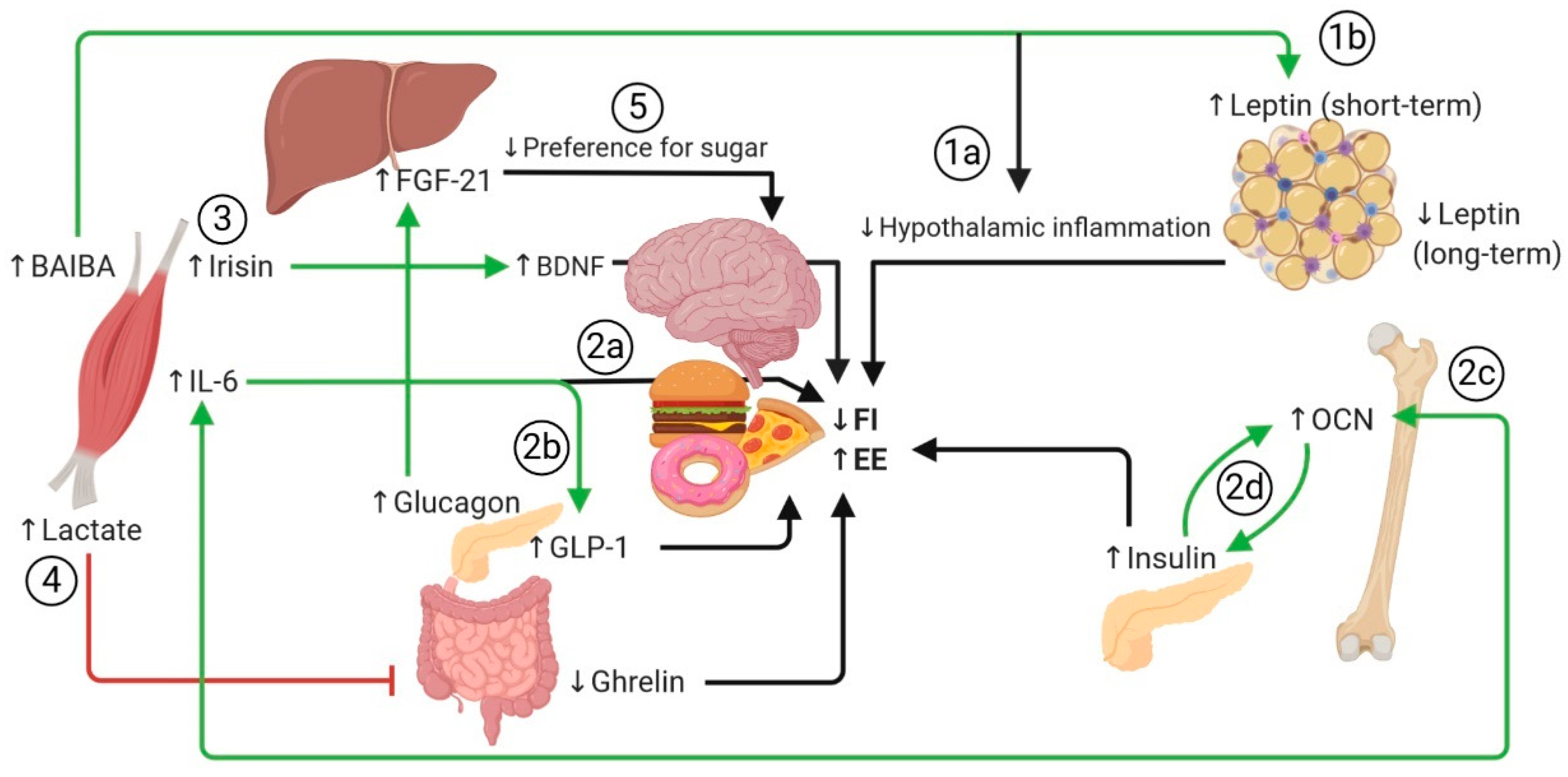 Nutrients 12 01899 g001