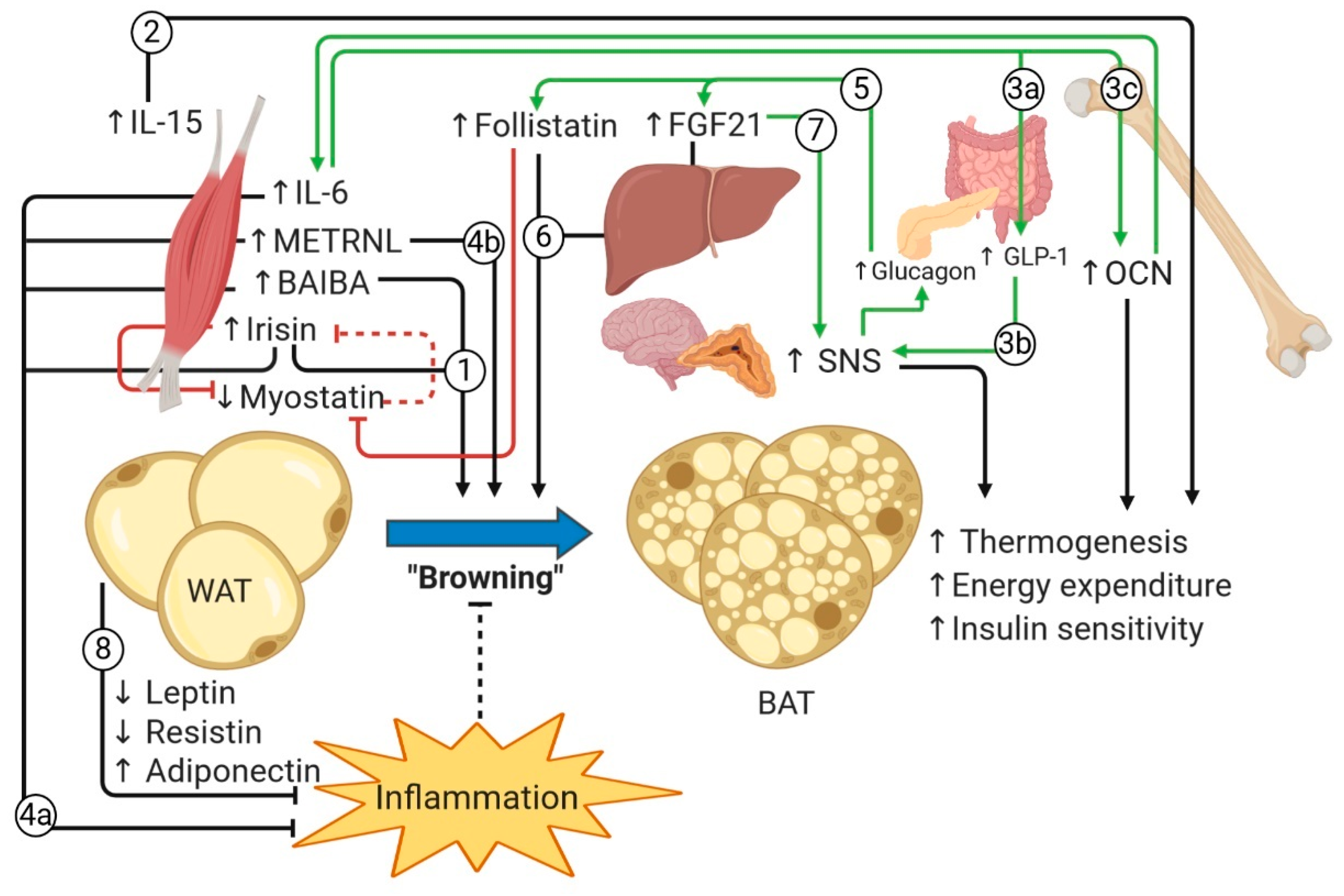 Nutrients 12 01899 g003