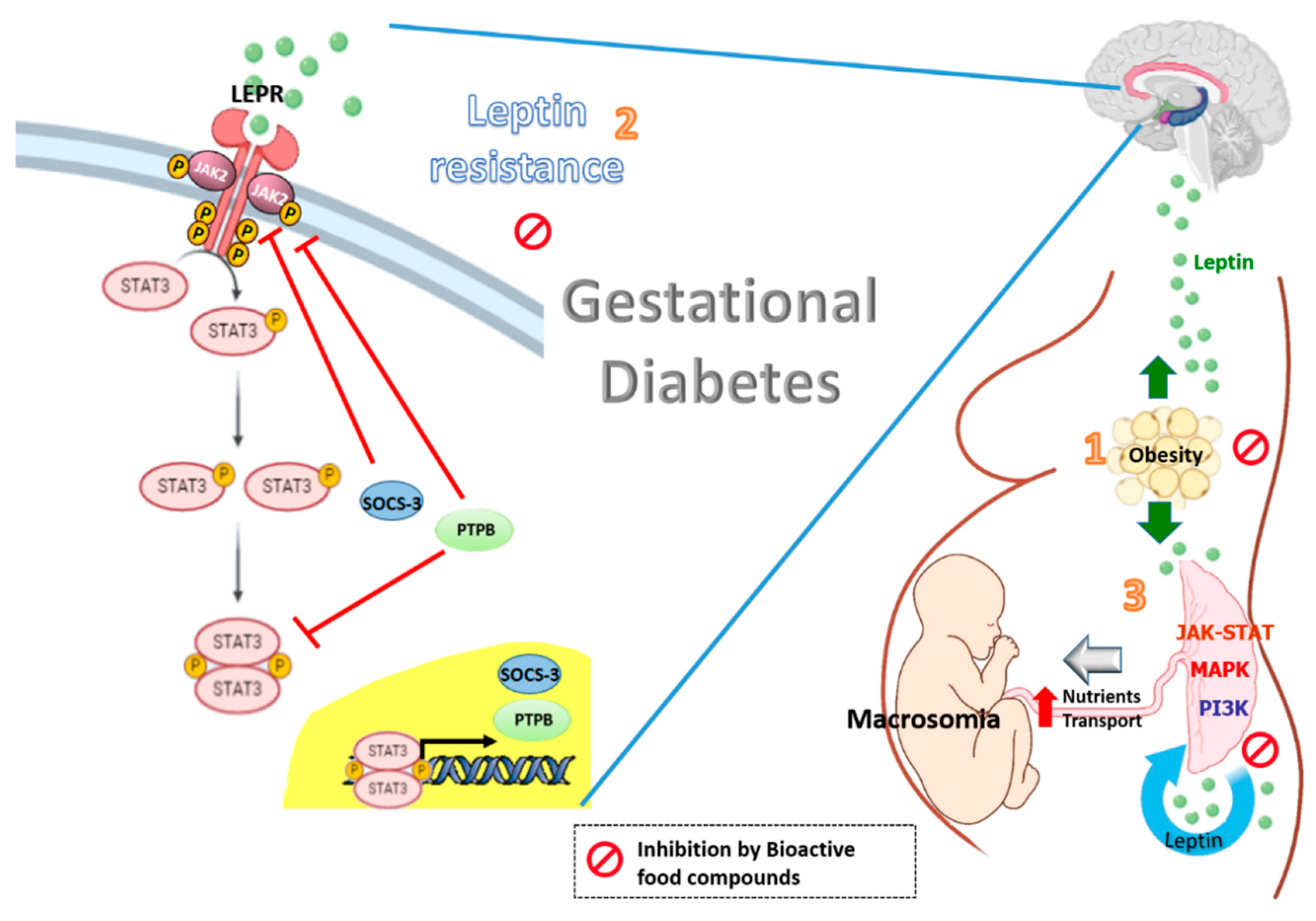 Nutrients 12 01970 g001
