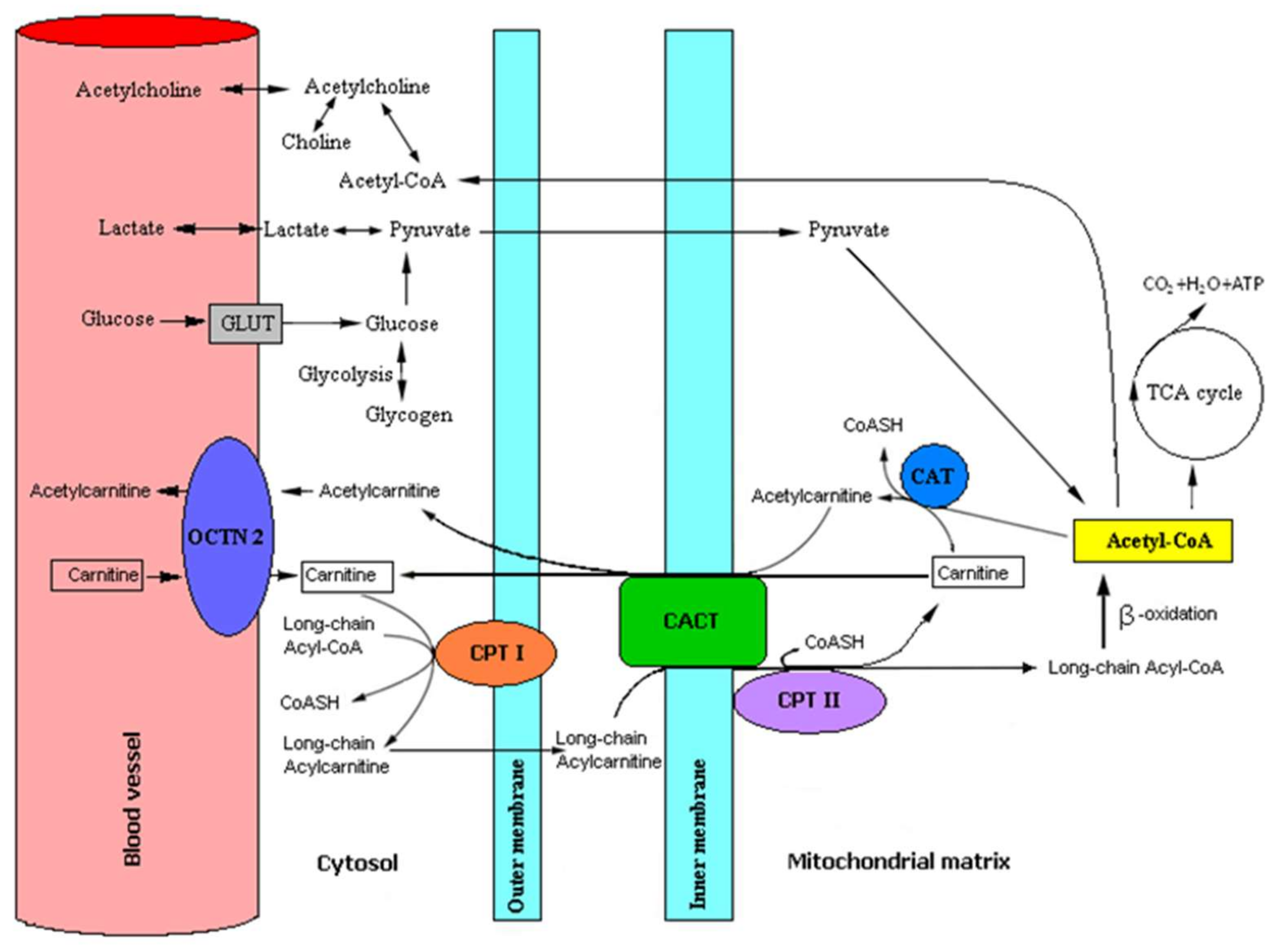 Nutrients 12 01987 g001 Nutrients 12 01987 g001