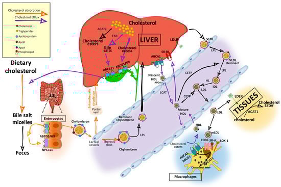 Nutrients 12 02021 g001