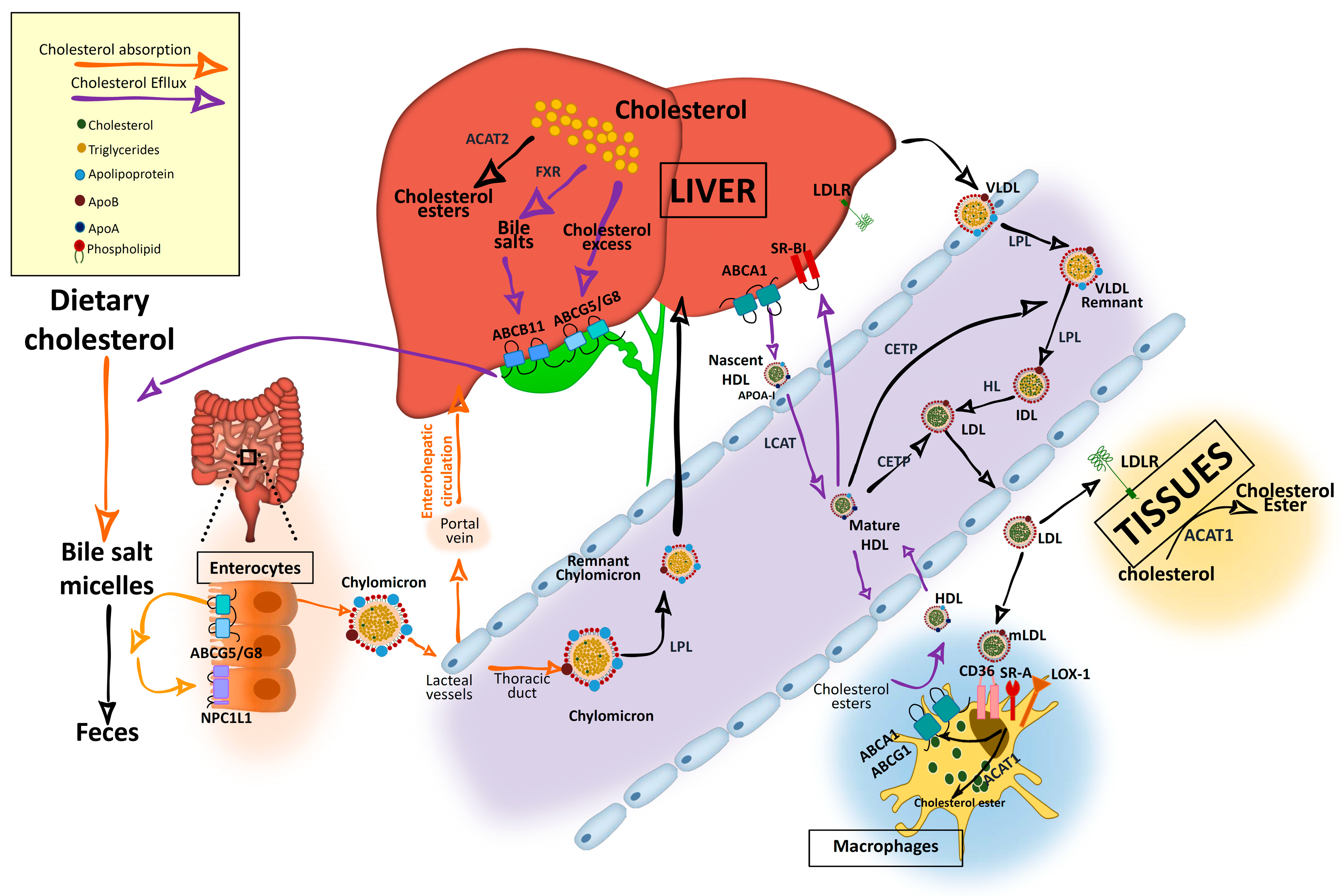 Nutrients 12 02021 g001 Nutrients 12 02021 g001