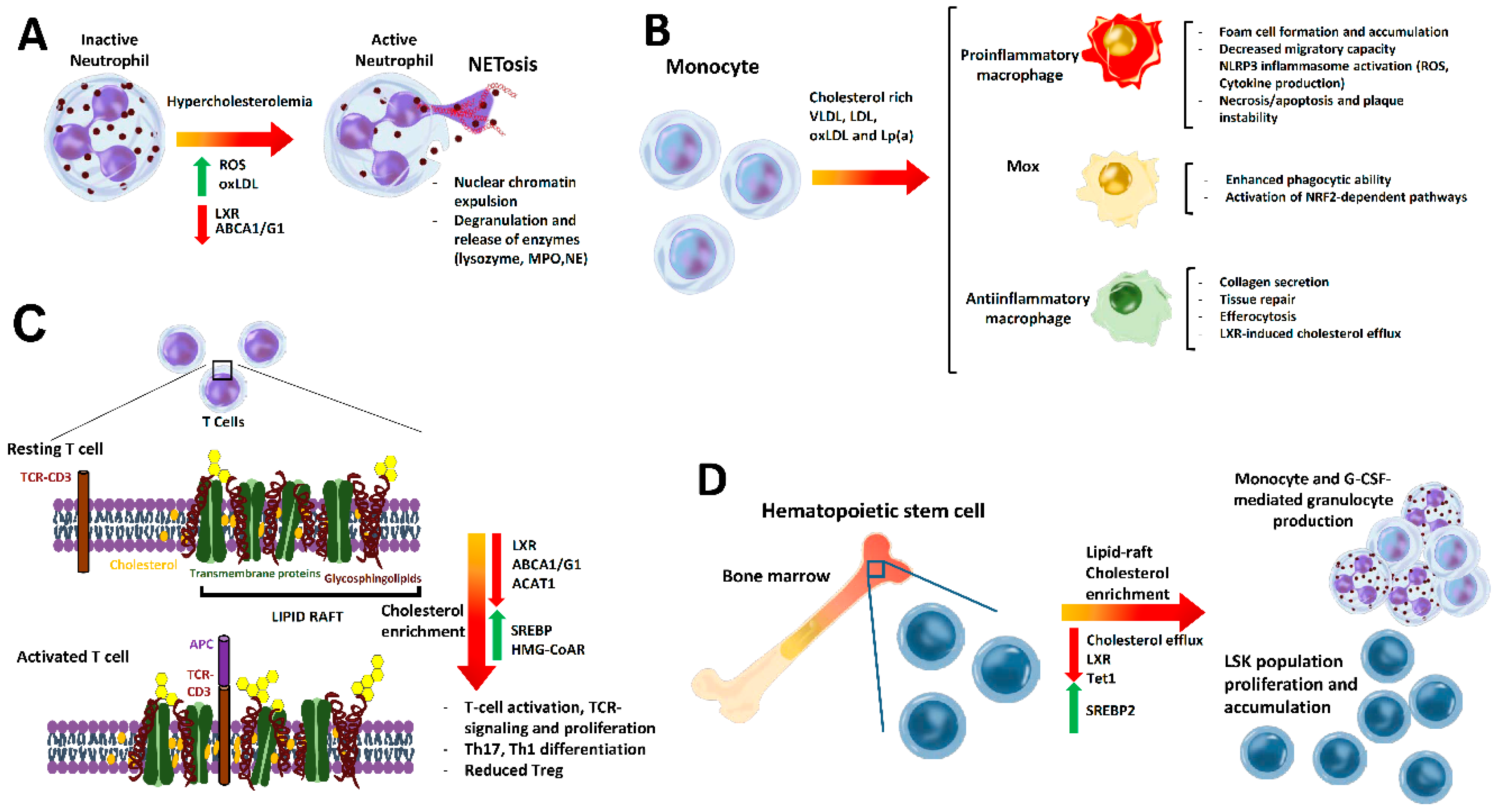 Nutrients 12 02021 g003 Nutrients 12 02021 g003