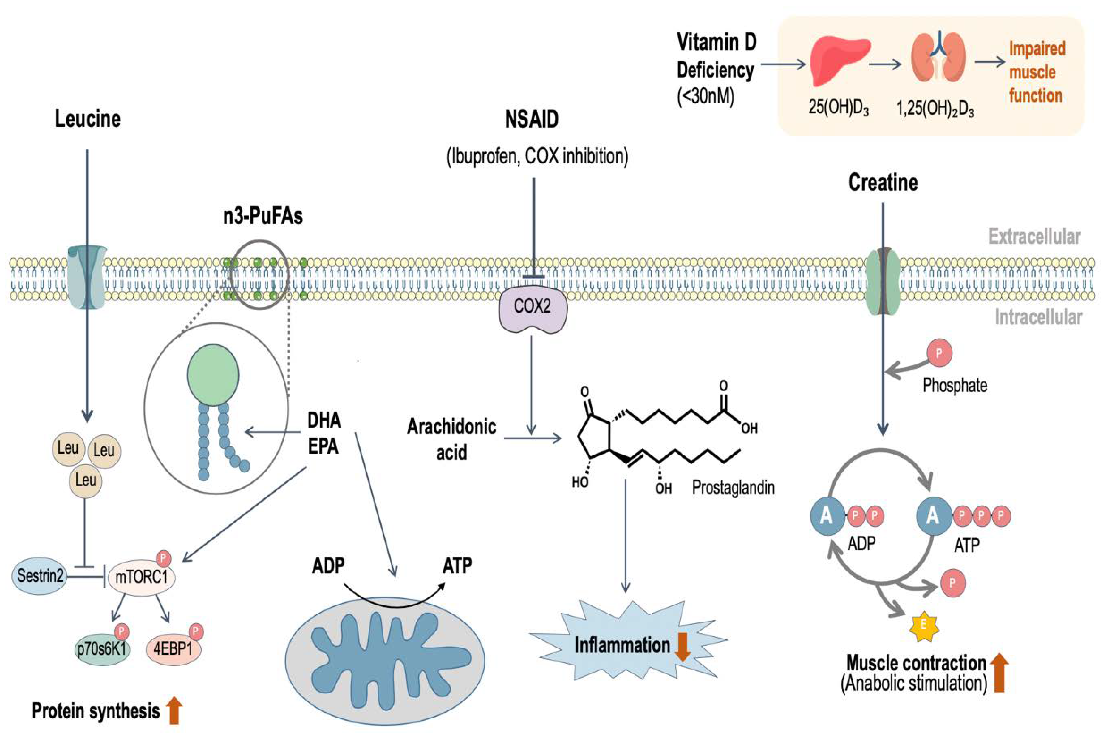 Nutrients 12 02057 g002